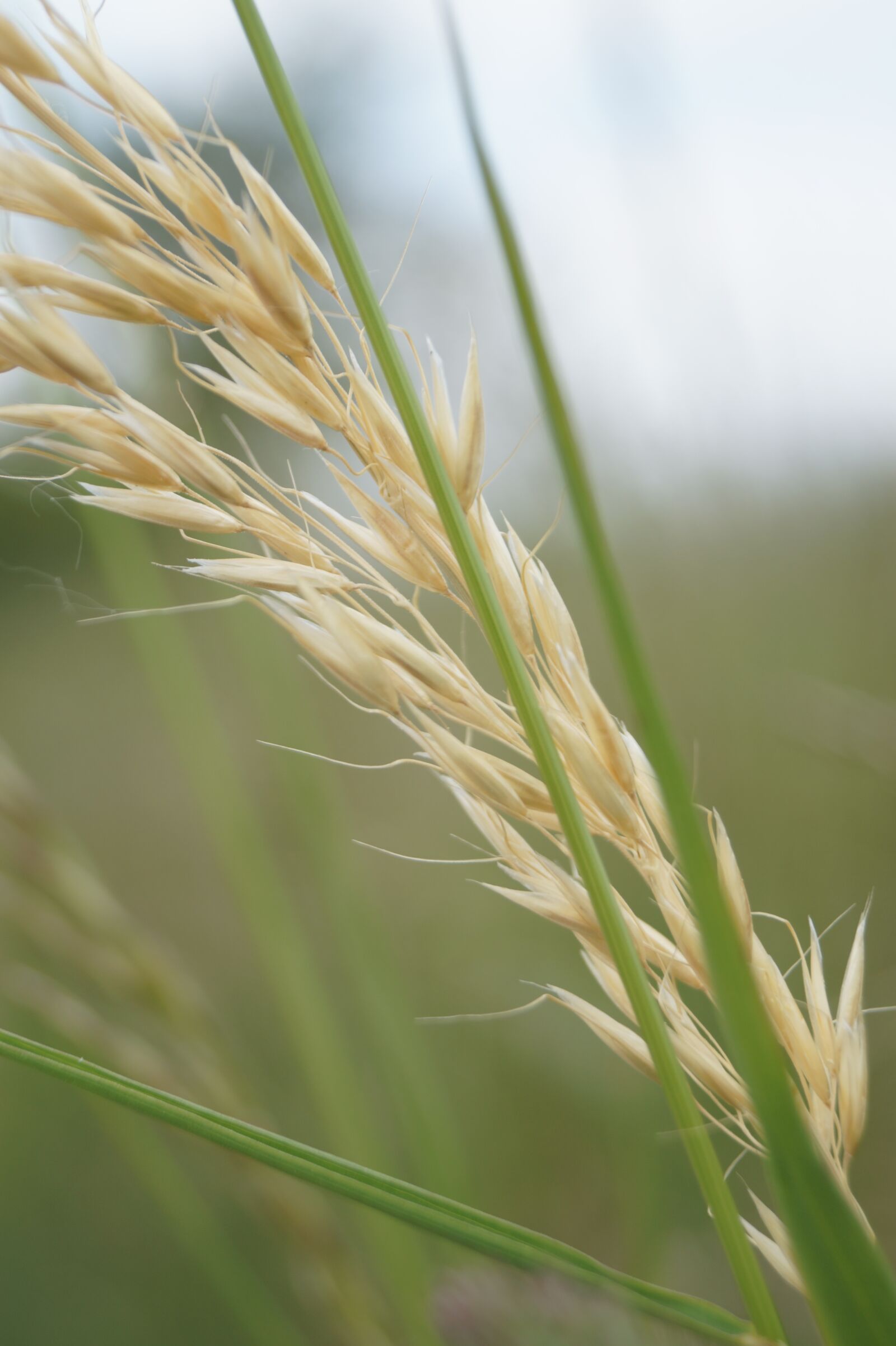 Sony SLT-A58 sample photo. Cereals, ear, green photography
