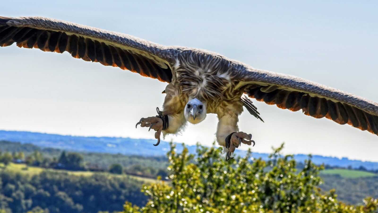 Nikon D500 sample photo. Vulture, flight, landing photography