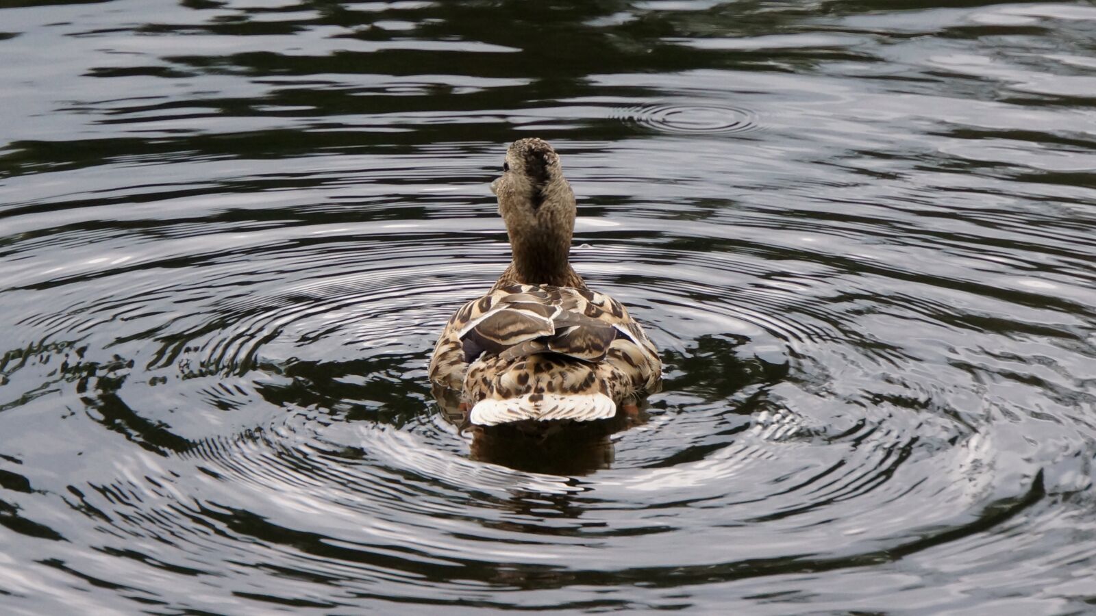 Sony Alpha NEX-7 + Sony E 18-200mm F3.5-6.3 OSS sample photo. Bird, duck, go away photography