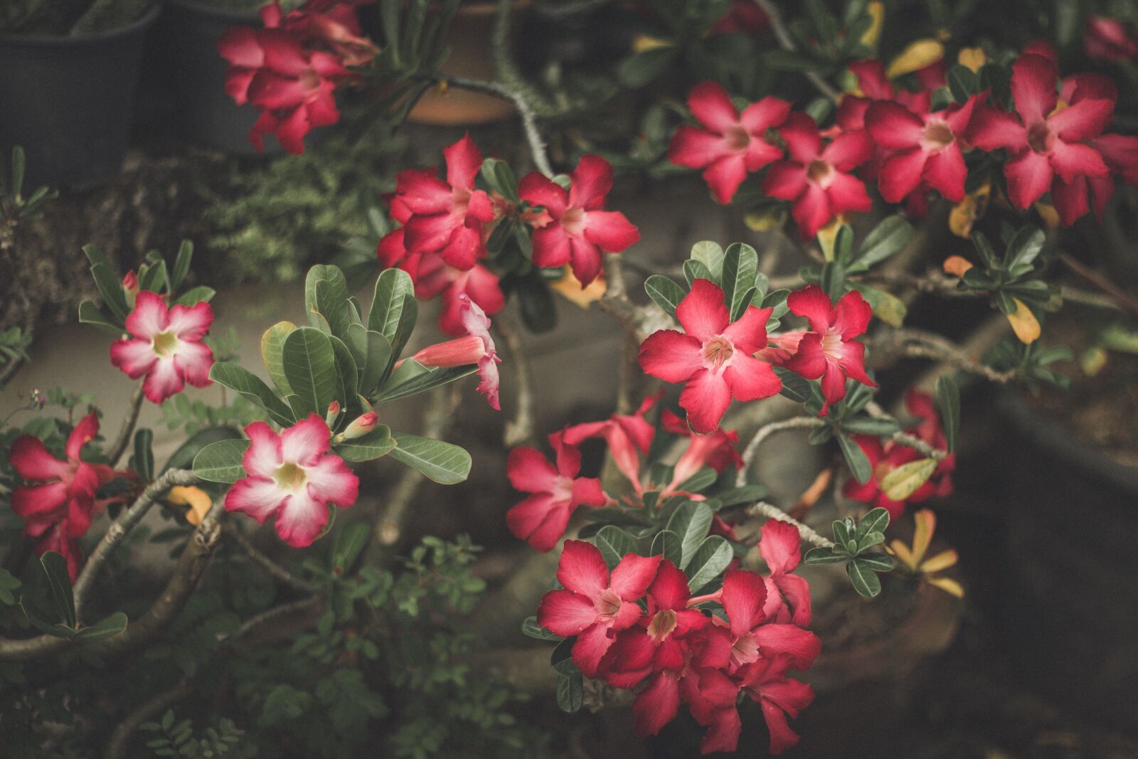 Canon EOS 700D (EOS Rebel T5i / EOS Kiss X7i) + Canon EF 50mm F1.8 STM sample photo. Invited to visit, plant photography