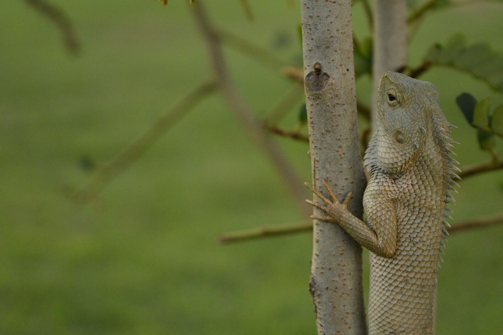 Nikon D5200 sample photo. Chameleon, nature life, wildlife photography