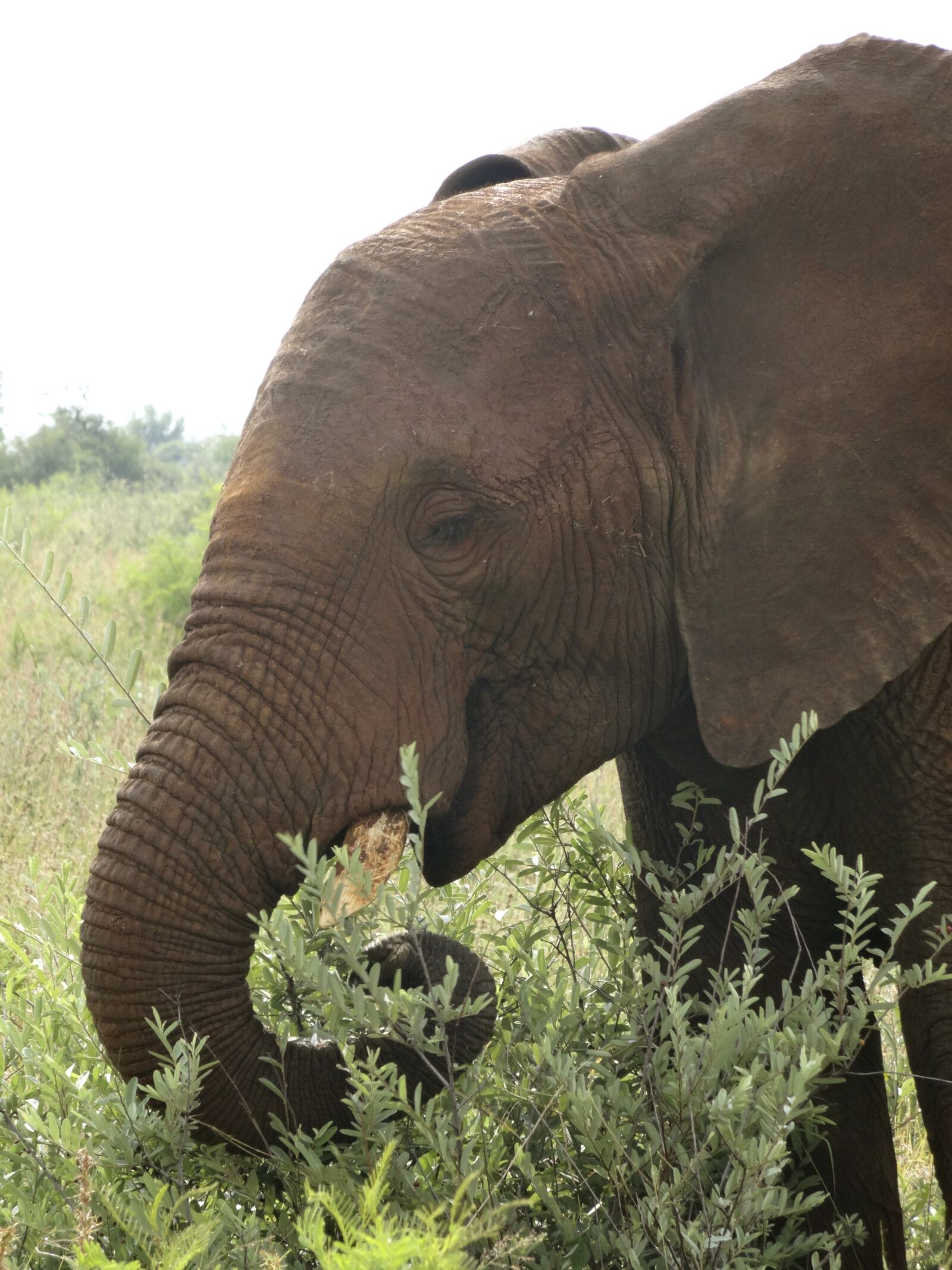 Sony Cyber-shot DSC-WX300 sample photo. Elephant, safari, wildlife photography