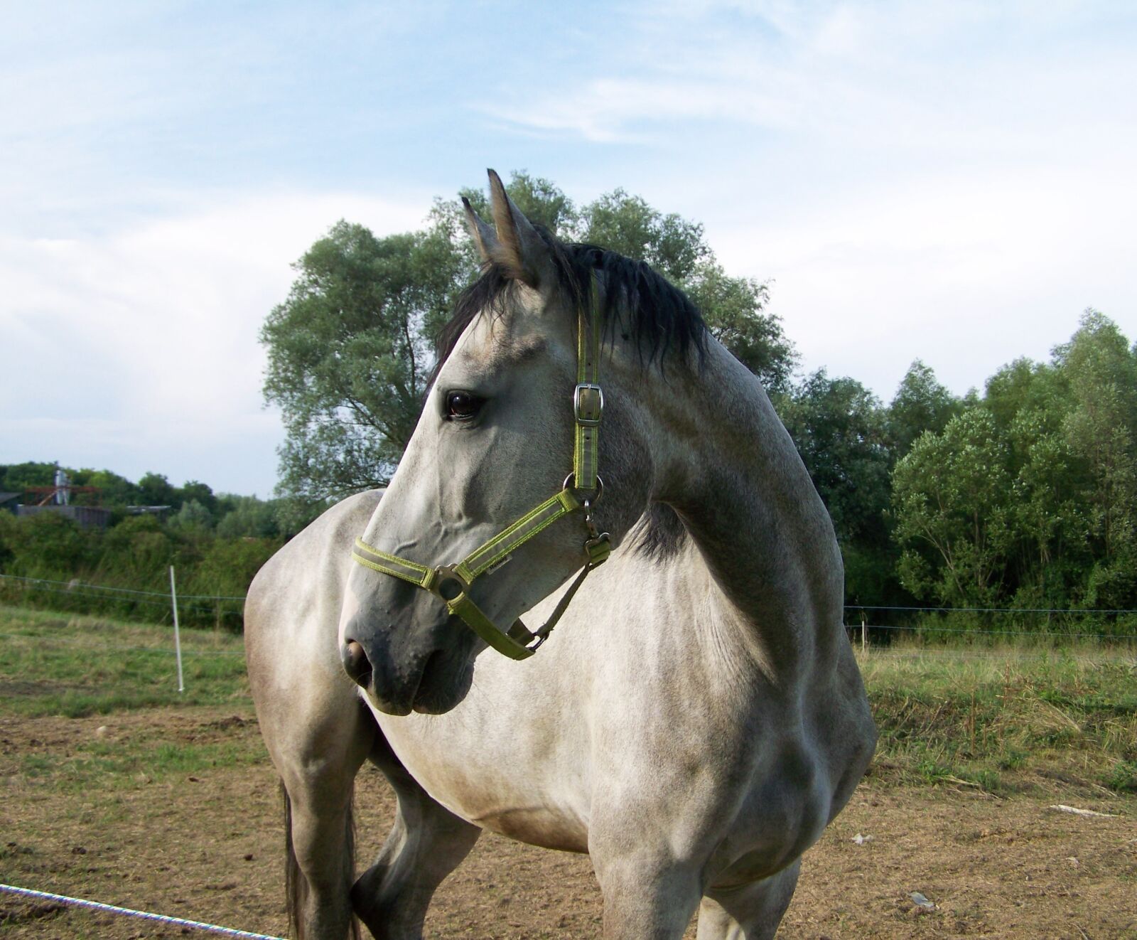 Kodak EASYSHARE ZD710 ZOOM DIGITAL CAMERA sample photo. Horse, gray, ungulates photography