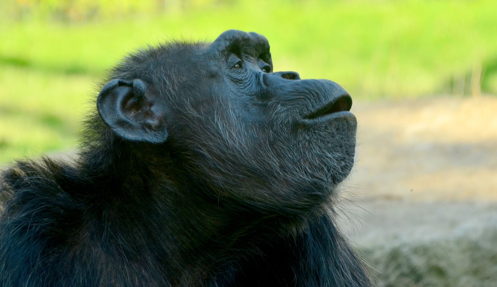 Nikon D5100 sample photo. Comic, chimpansee, closeup photography