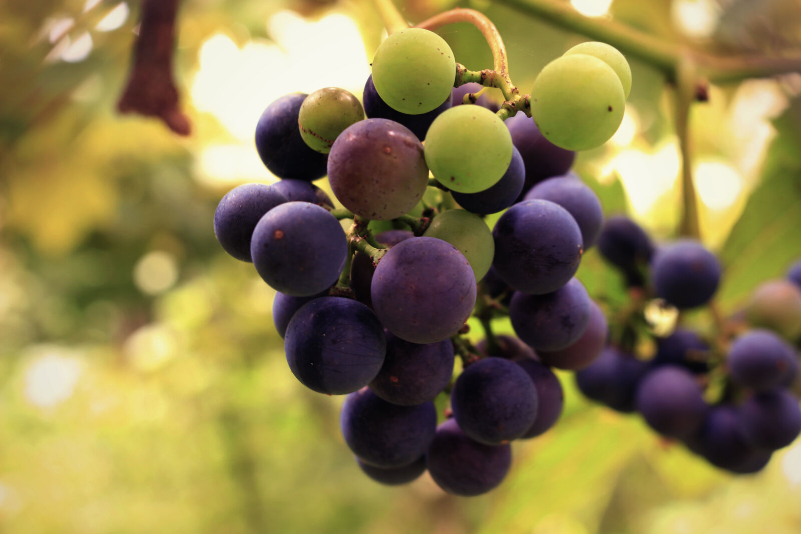 Canon EOS 100D (EOS Rebel SL1 / EOS Kiss X7) sample photo. Close, up, of, grapes photography