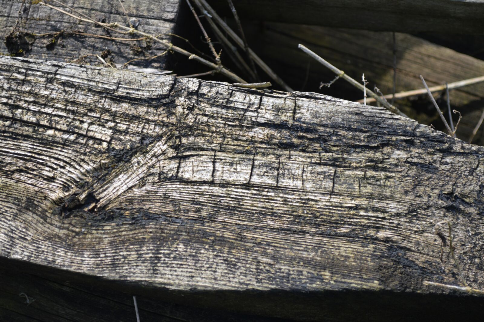 Nikon D3200 sample photo. Old, log, wood photography