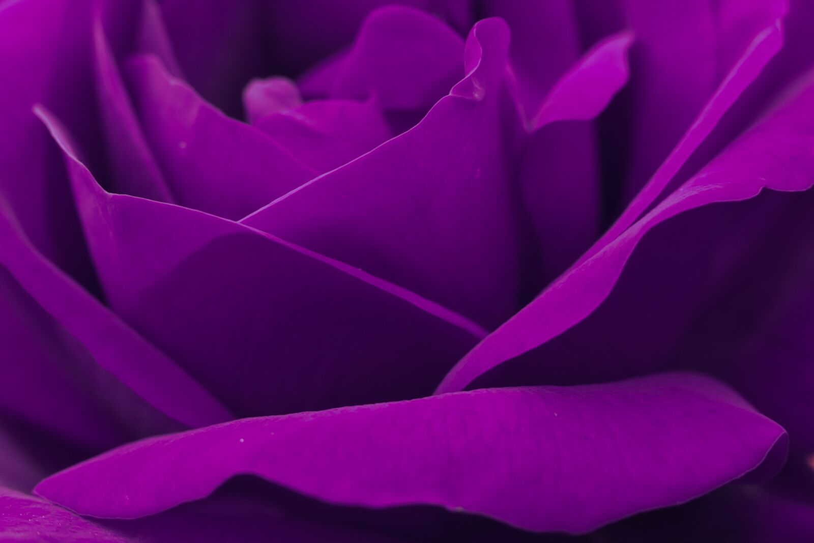 E 50mm F1.8 OSS sample photo. Rose, blossom, bloom photography