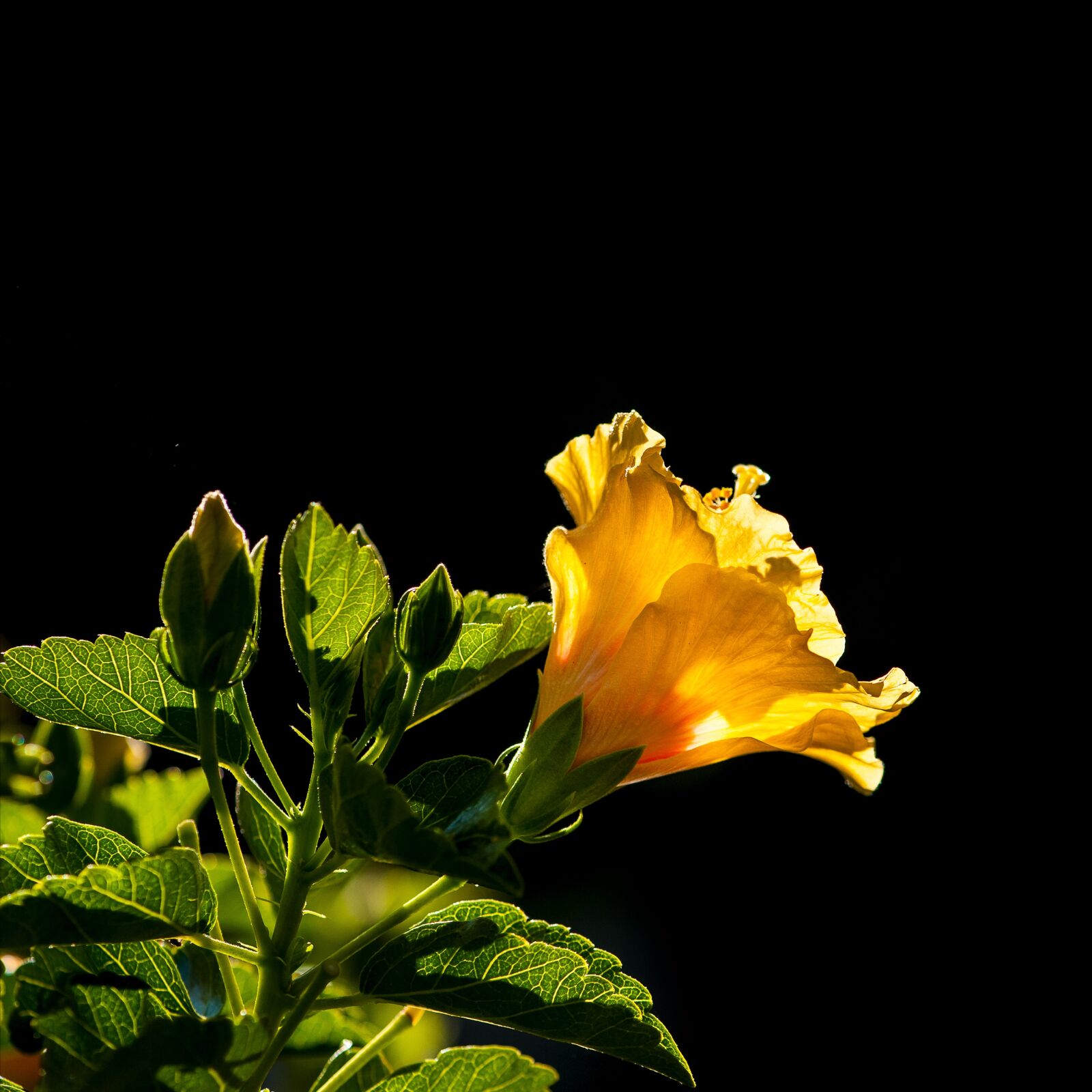 Nikon D700 sample photo. Beautiful flowers, flower, natural photography