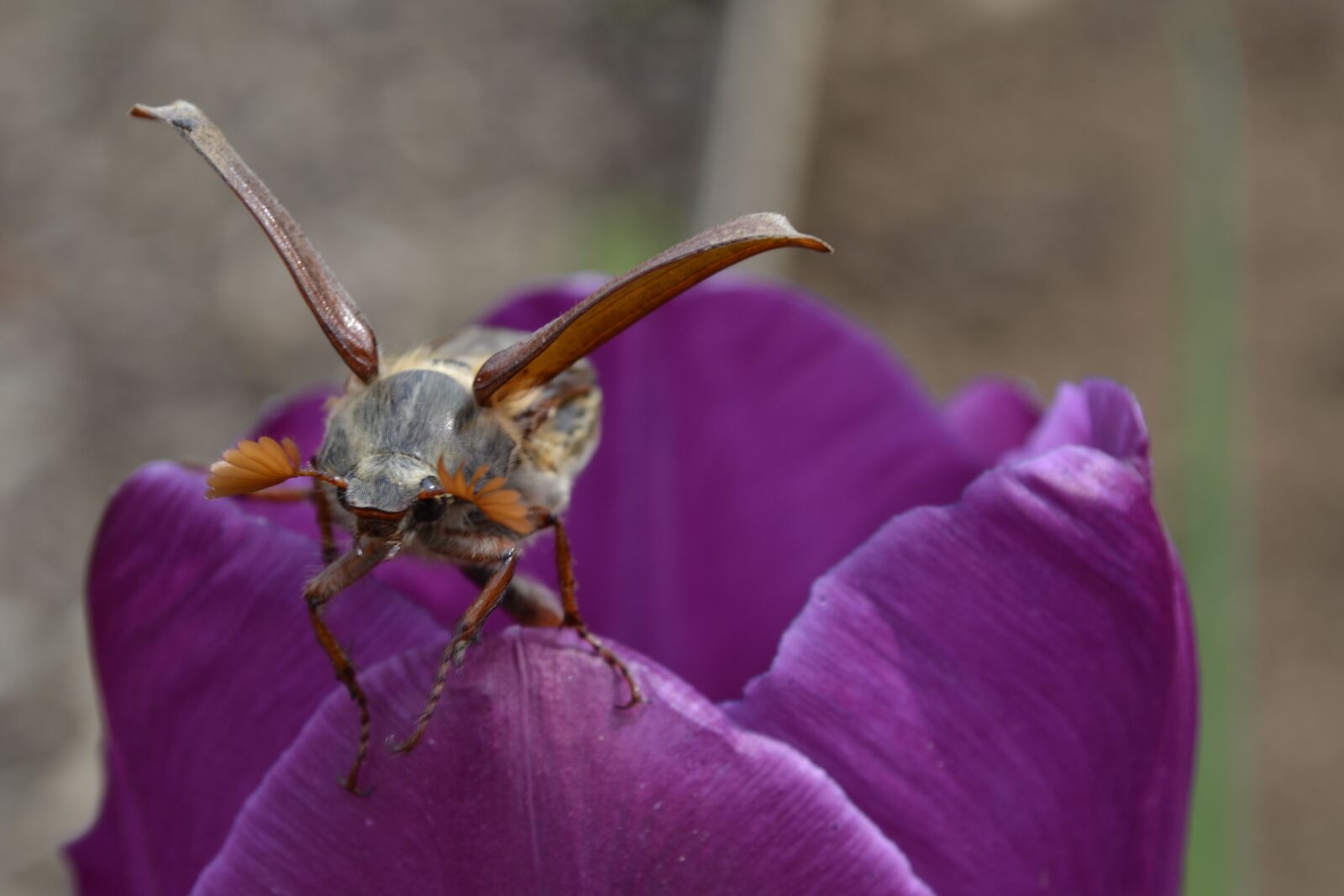 Nikon D3100 sample photo. Nature, flower, plant photography