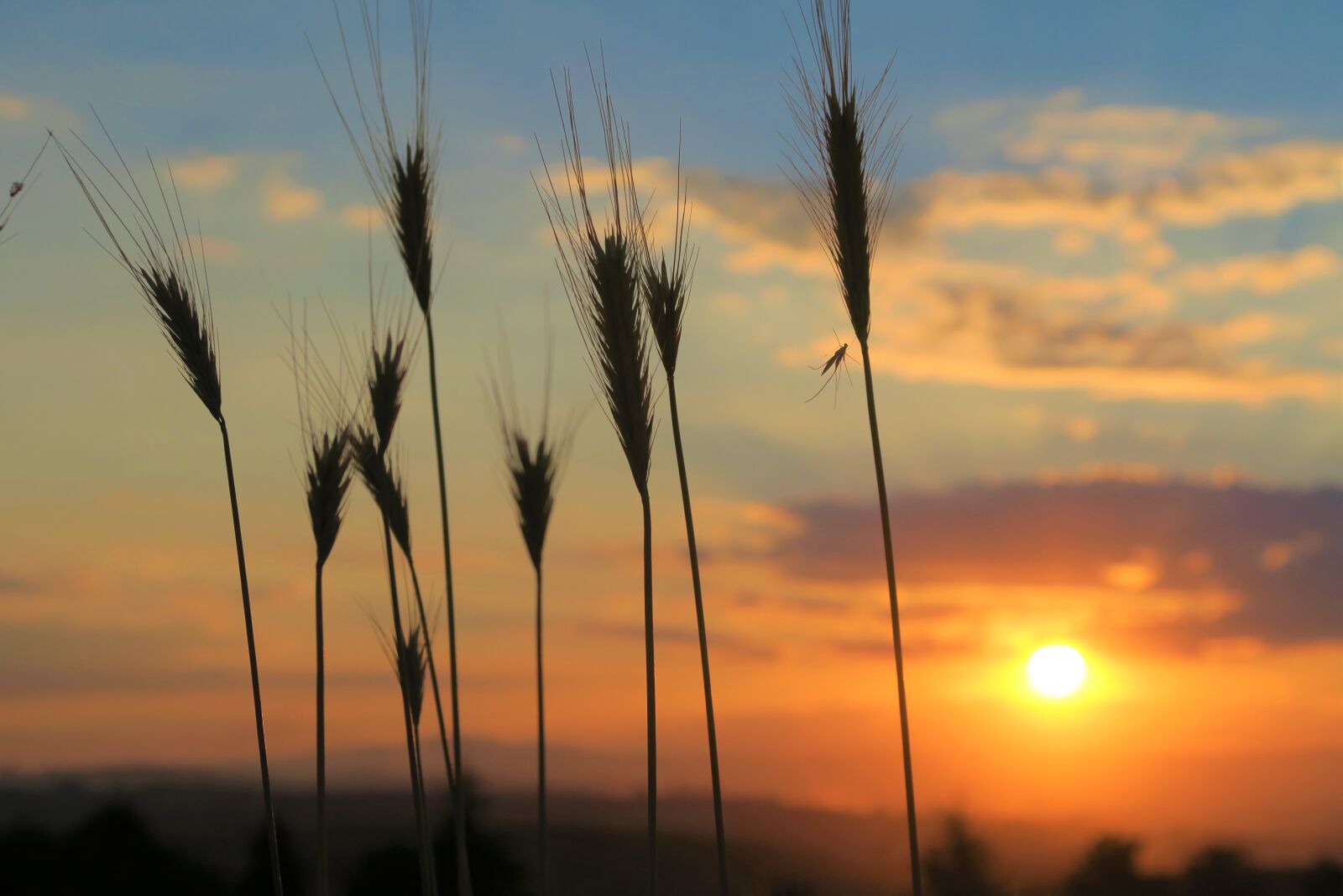 Canon PowerShot G7 X sample photo. Sunset, nature, sky photography