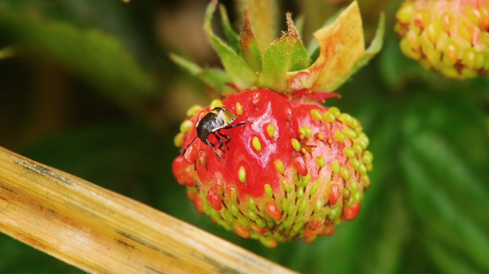 Canon EOS M50 (EOS Kiss M) sample photo. Strawberry, insect, macro photography