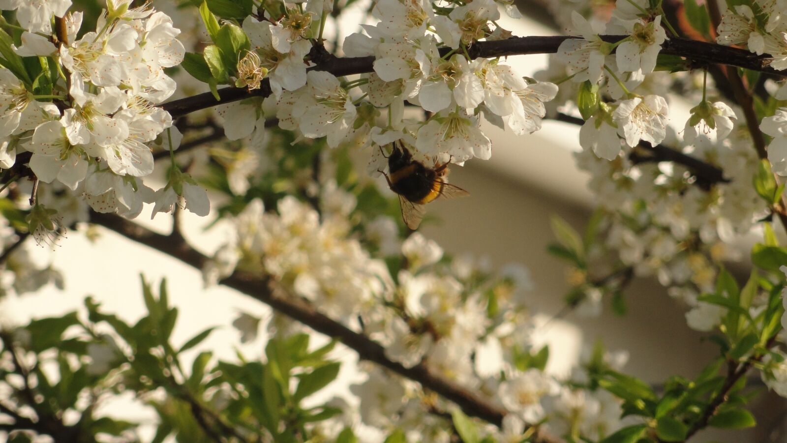 Sony Cyber-shot DSC-H55 sample photo. Plum, bee, flower photography