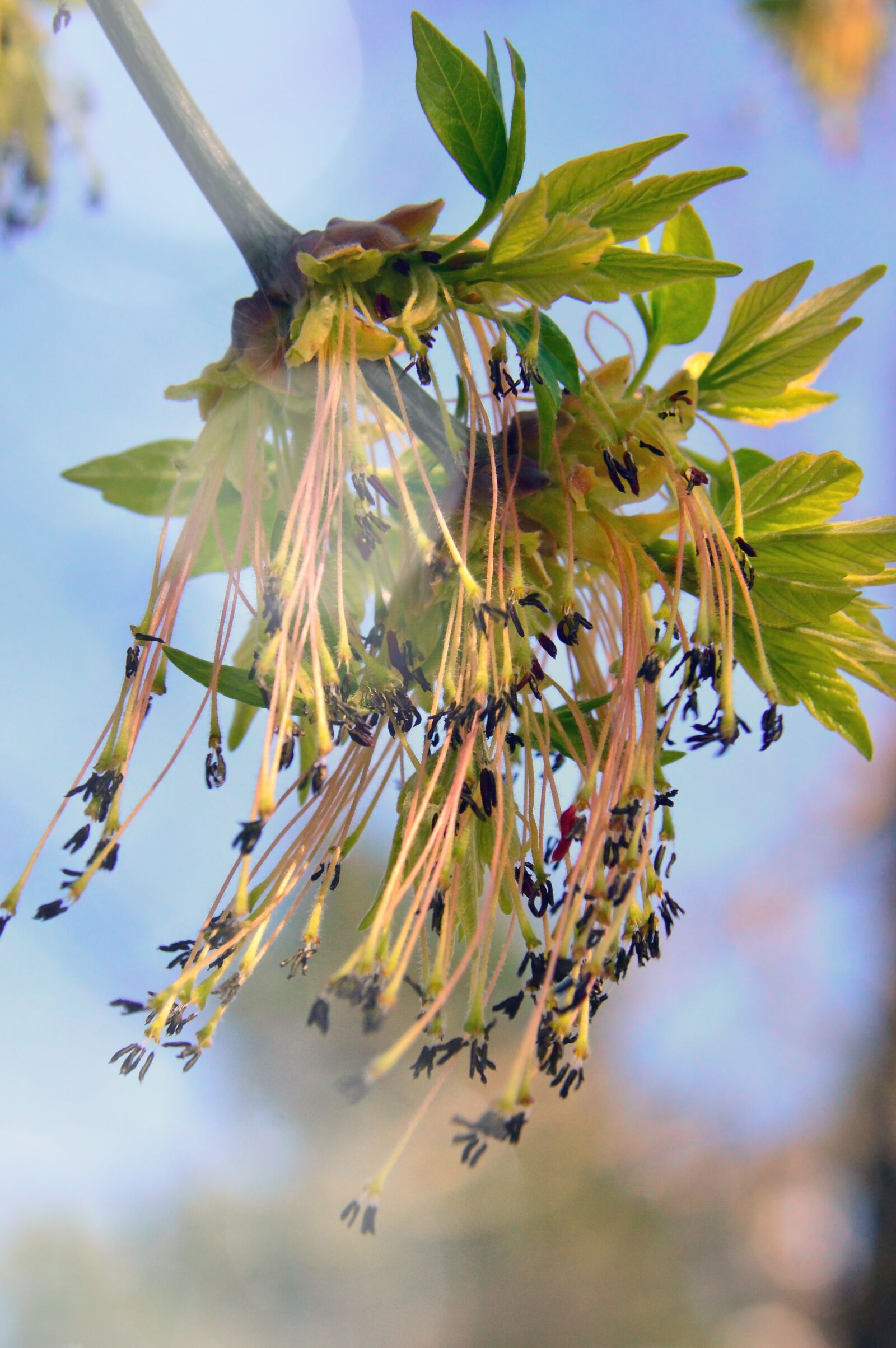Nikon D3200 sample photo. Nature, wood, plant photography