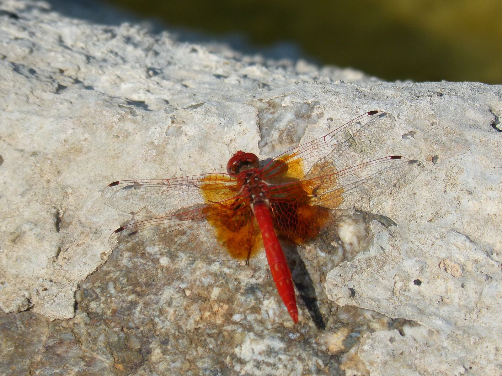 Panasonic DMC-FZ62 sample photo. Red dragonfly, detail, rock photography
