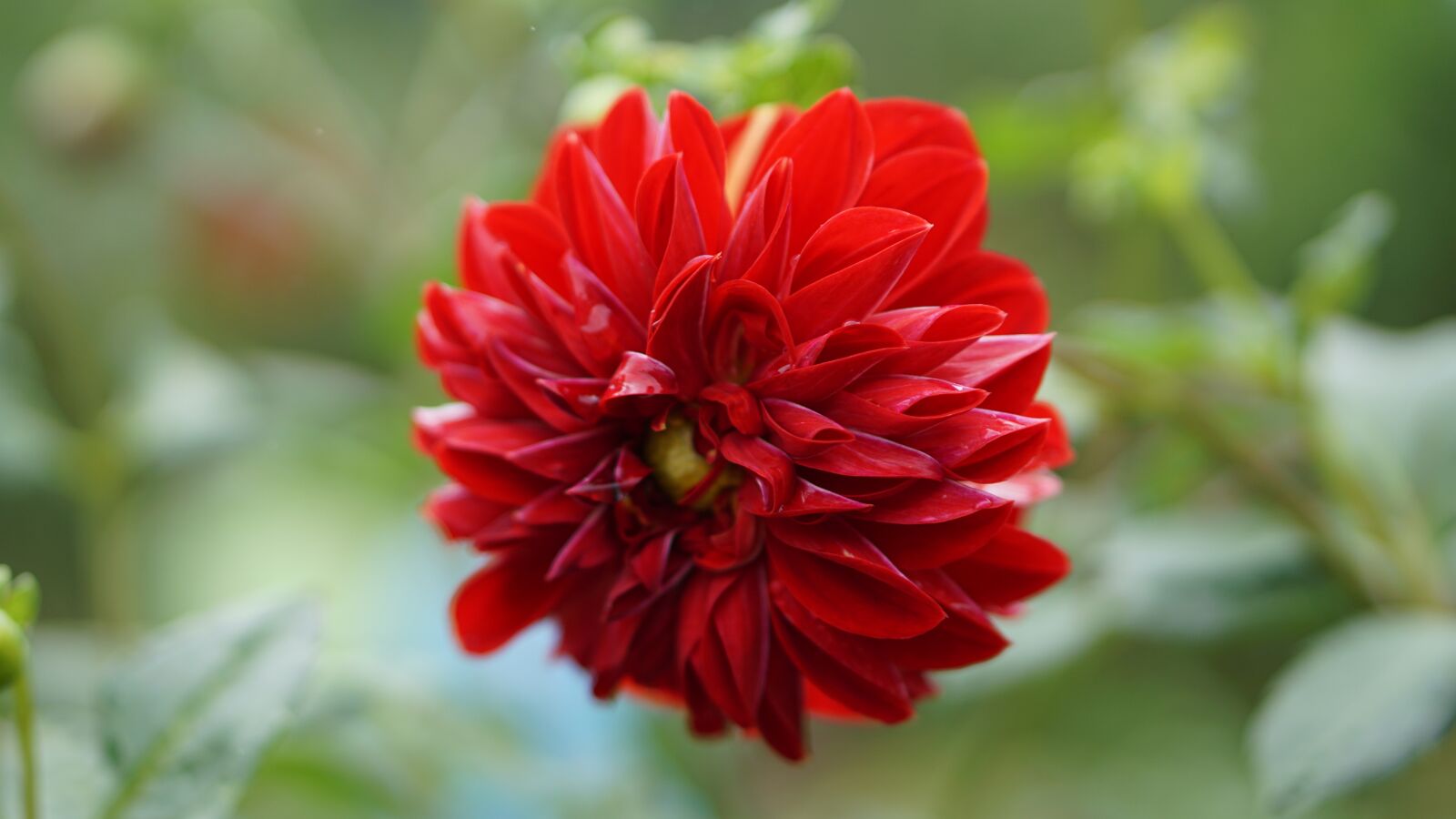 E 50mm F1.8 OSS sample photo. Flower, red, petals photography