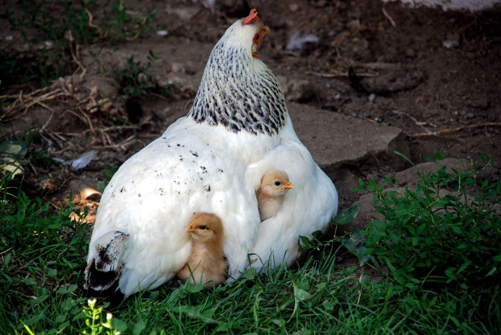Nikon D40X sample photo. Chicken, security, recovered photography