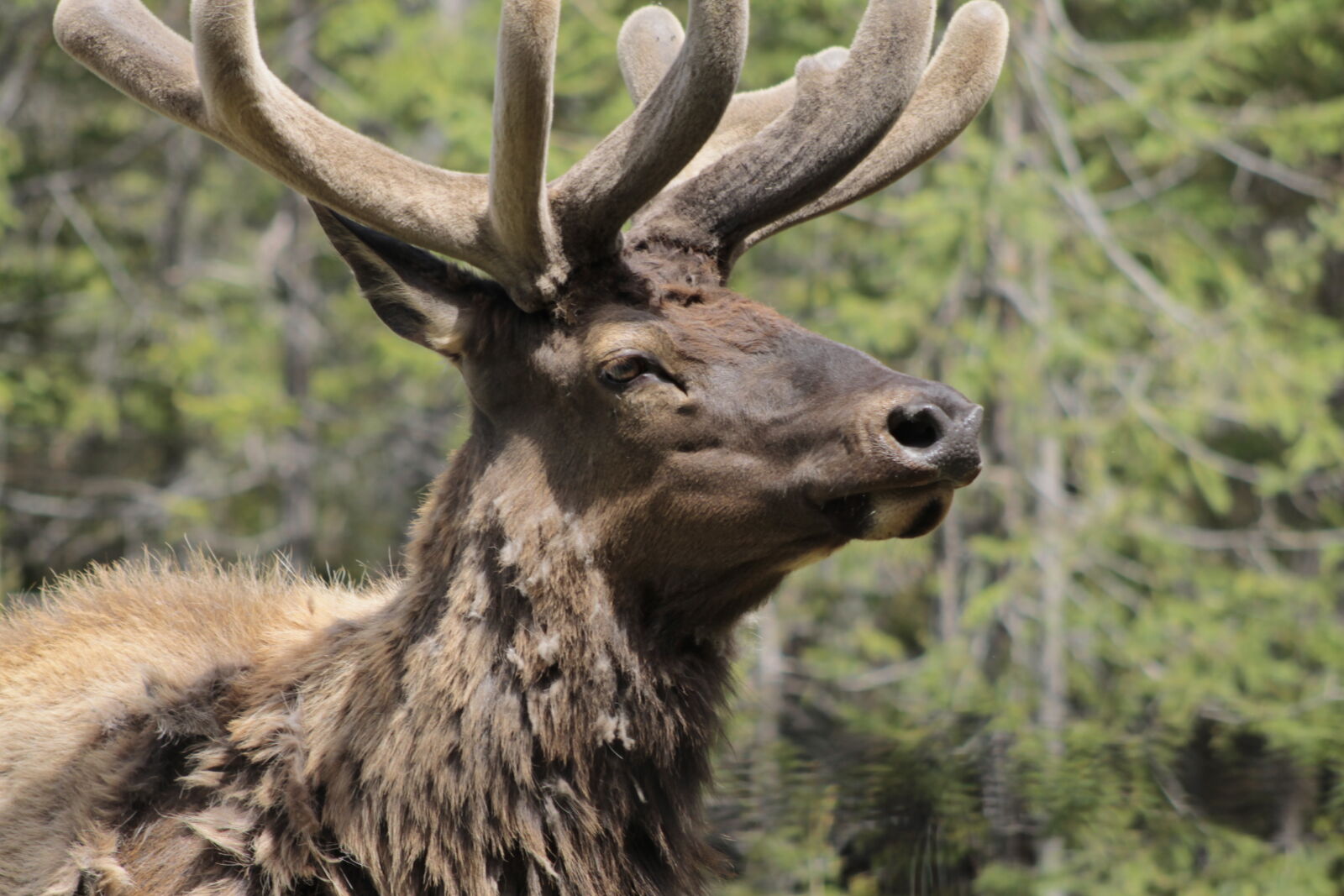 Canon EOS 1100D (EOS Rebel T3 / EOS Kiss X50) sample photo. Deer, elk, wapiti, wildlife photography