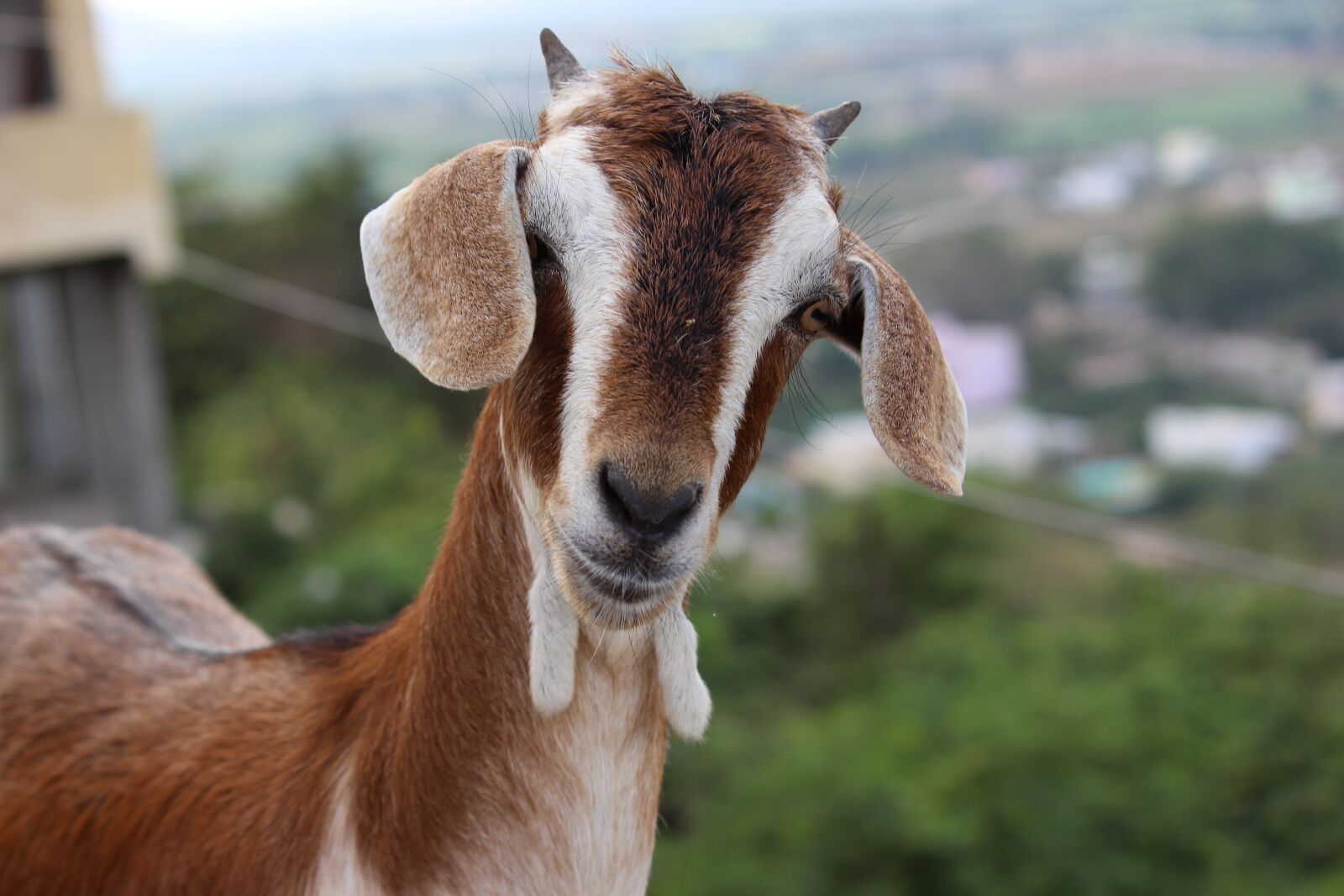 Canon EOS 700D (EOS Rebel T5i / EOS Kiss X7i) sample photo. Goat, animal, horns photography