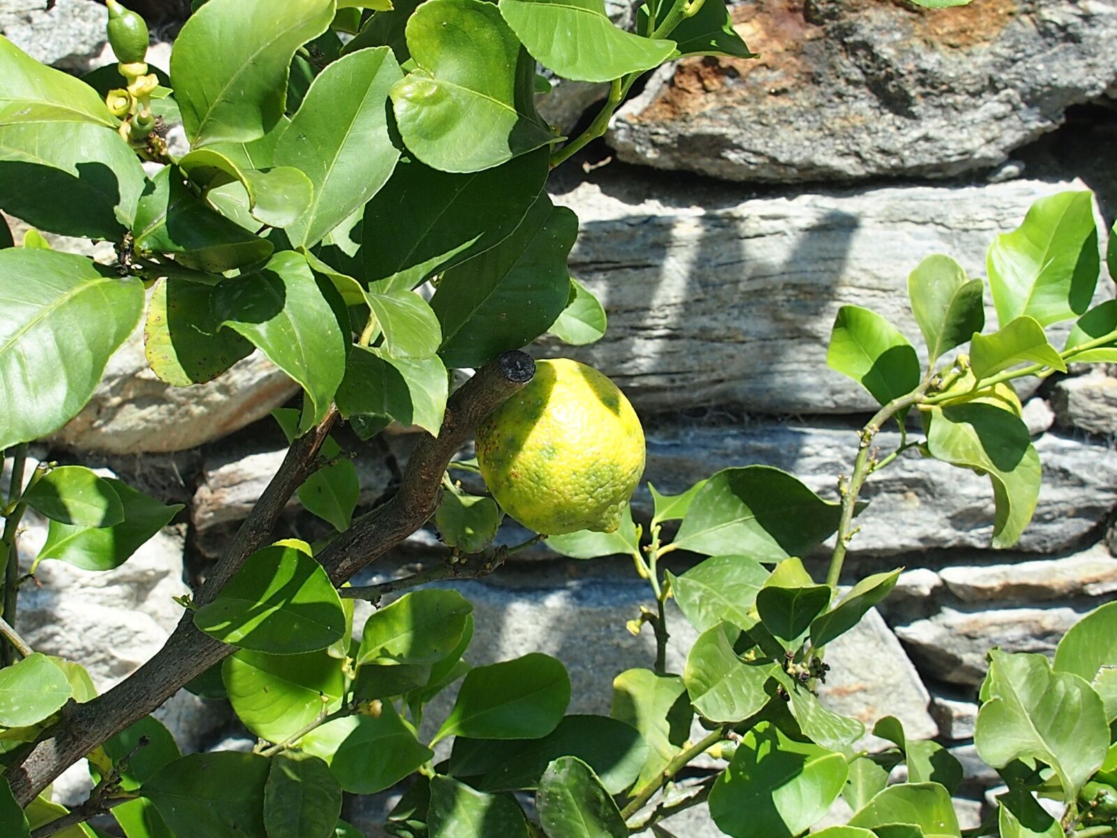 Olympus PEN E-PL3 sample photo. Fruit, lemon, yellow photography
