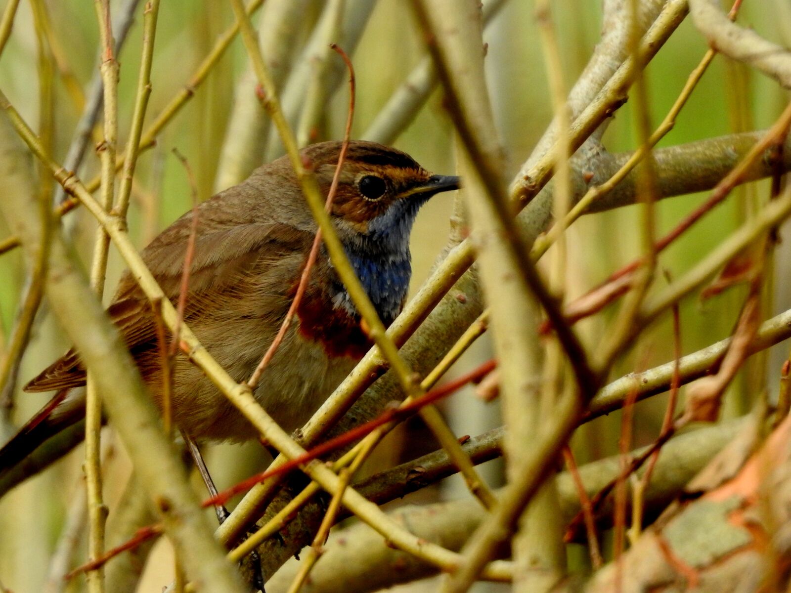 Nikon Coolpix P900 sample photo. Bird, bluethroat, rarely photography