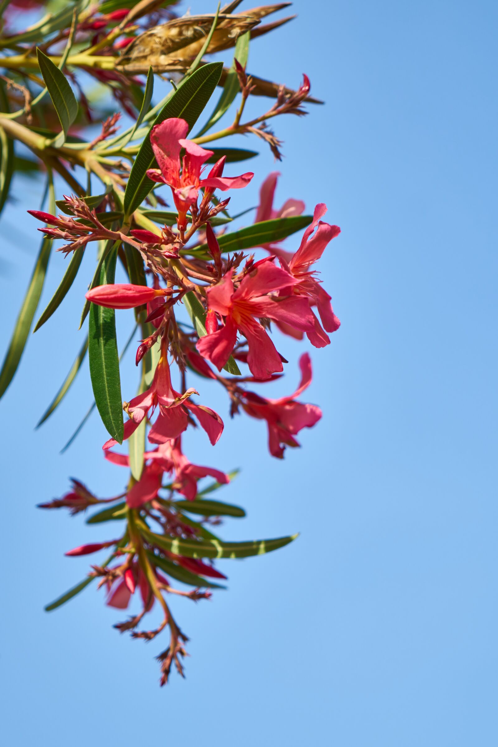 Sony a7R II sample photo. Plant, flower, spring photography