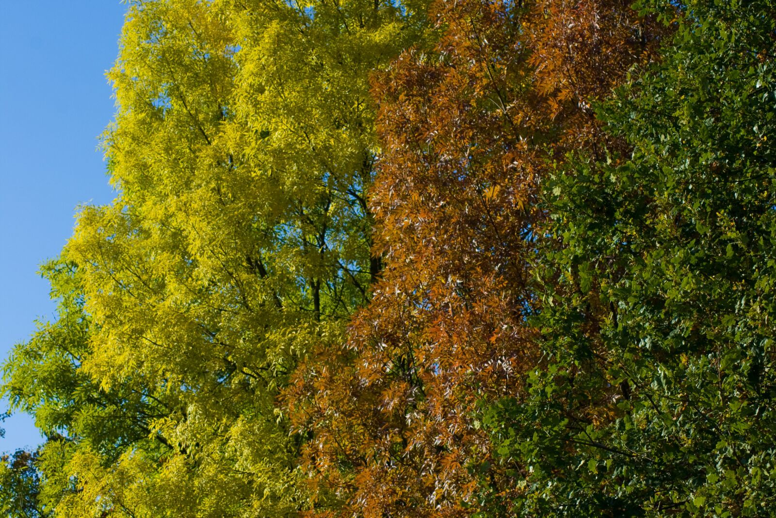 Canon EOS 400D (EOS Digital Rebel XTi / EOS Kiss Digital X) sample photo. Autumn trees, colorful leaves photography