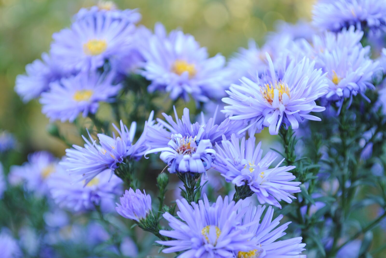 Nikon D3000 sample photo. Flower, nature, plant photography