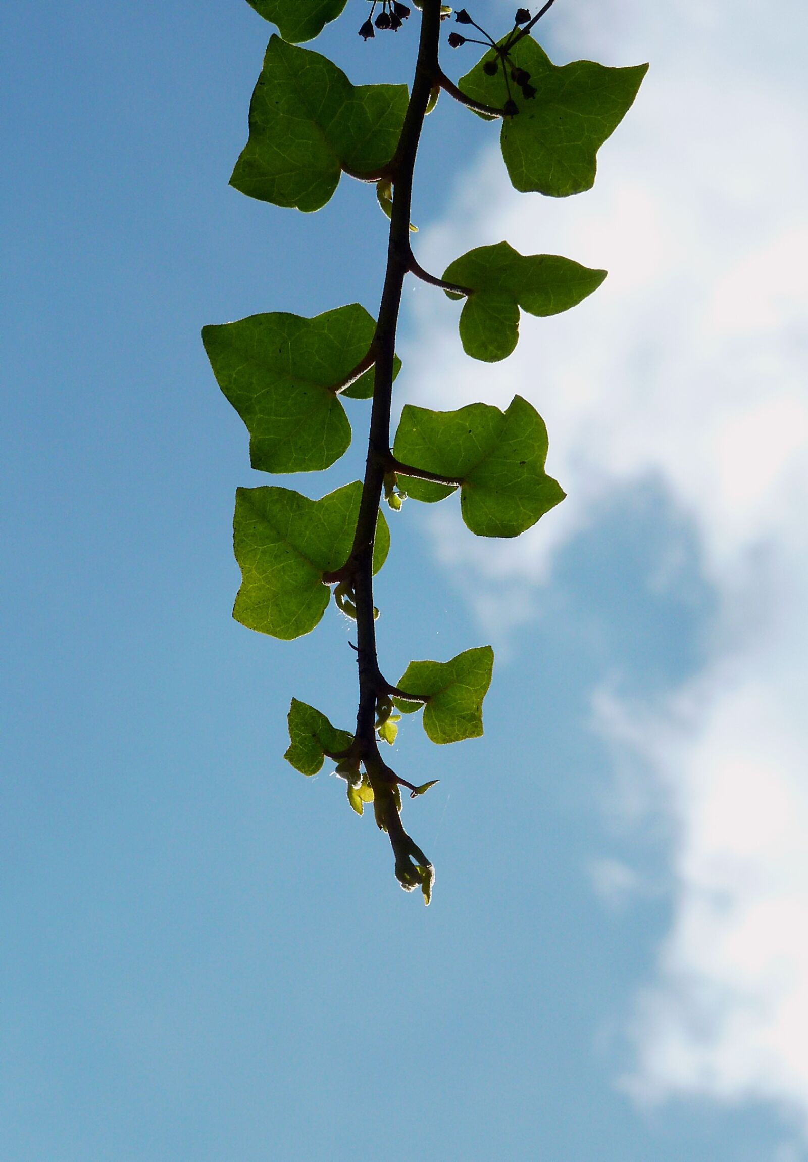 Panasonic DMC-TZ7 sample photo. Branch, aesthetic, tree photography