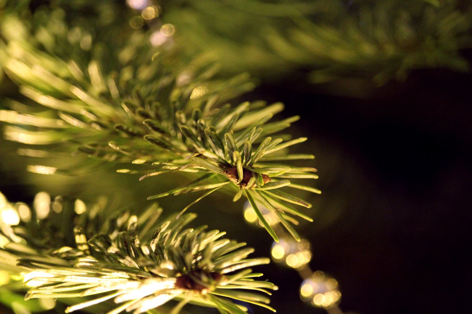 Canon EOS 1200D (EOS Rebel T5 / EOS Kiss X70 / EOS Hi) sample photo. Fir tree fir tree photography