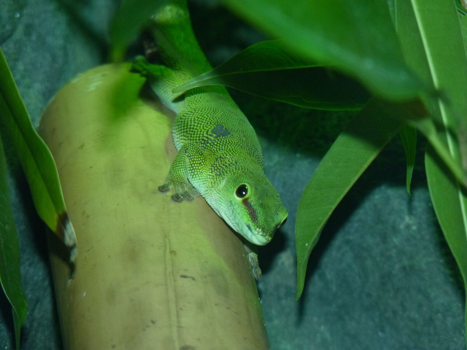 Panasonic Lumix DMC-FZ35 (Lumix DMC-FZ38) sample photo. Light green, the lizard photography