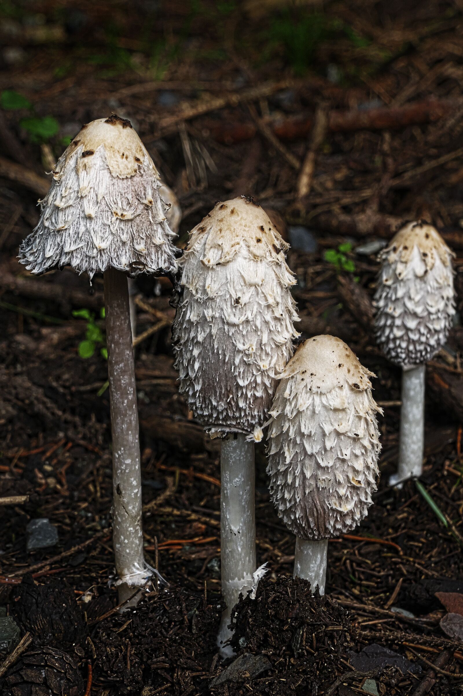 Panasonic Lumix DMC-FZ1000 sample photo. Mushroom, schopf comatus, asparagus photography
