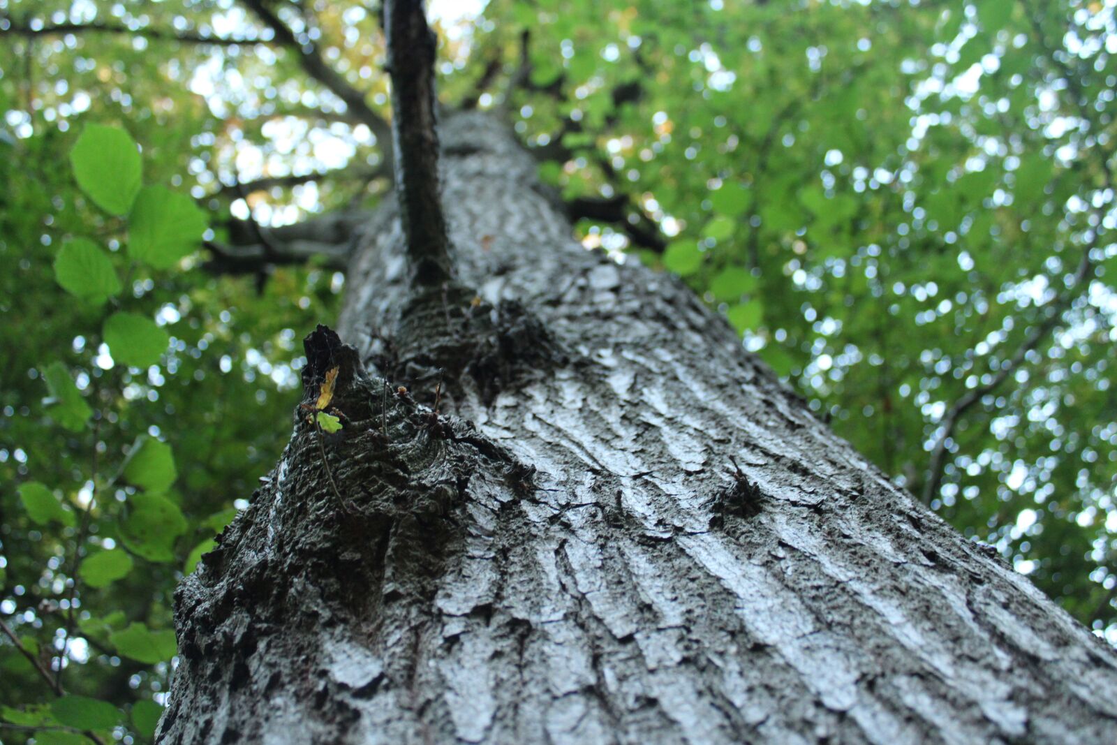 Canon EOS 1300D (EOS Rebel T6 / EOS Kiss X80) sample photo. Tree, leaves, forest photography