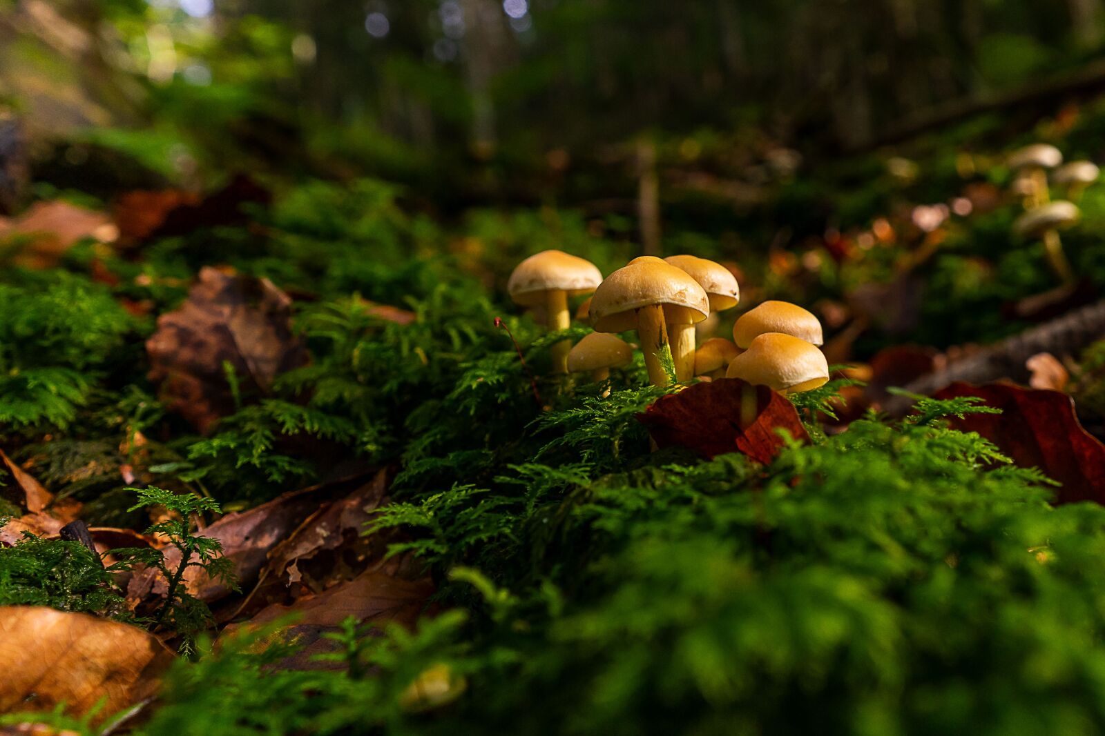 ZEISS Batis 18mm F2.8 sample photo. Nature, mushrooms, autumn photography