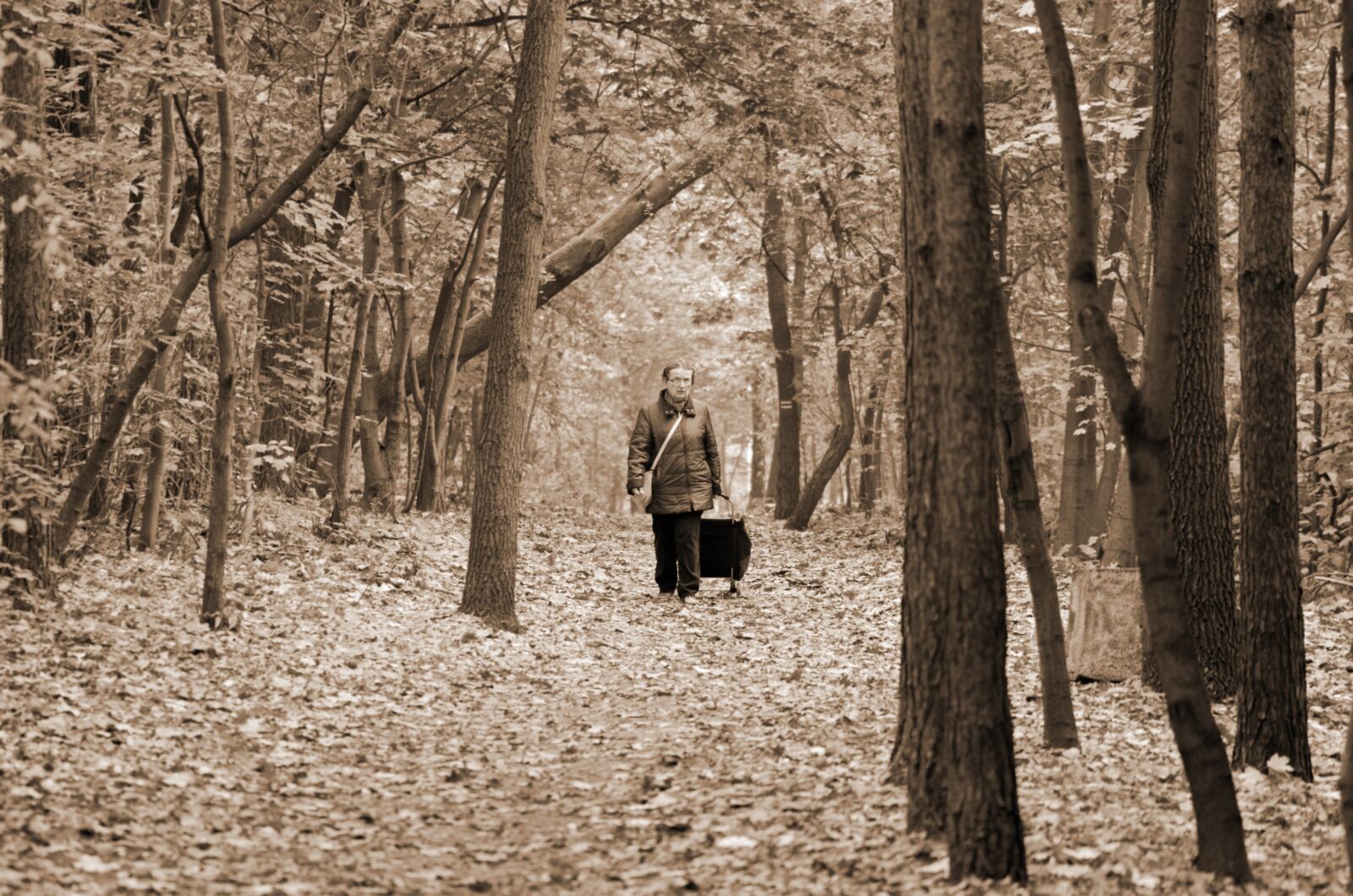 Nikon D5100 sample photo. Forest, nature, autumn photography