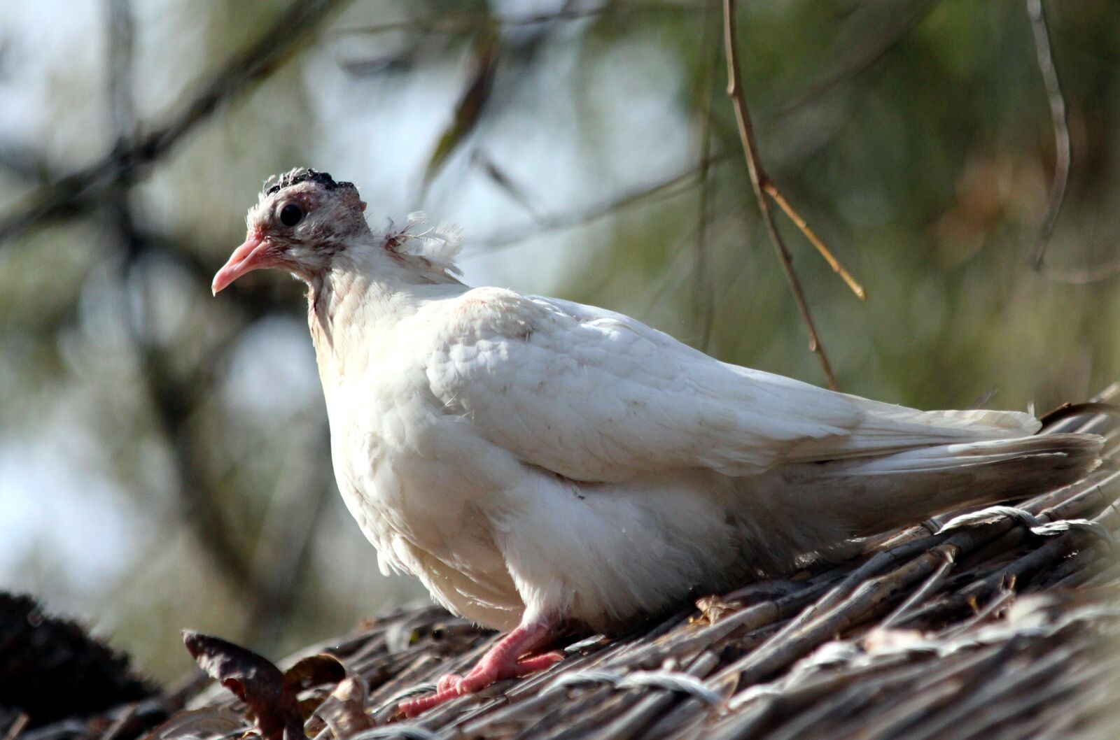 Canon EOS 650D (EOS Rebel T4i / EOS Kiss X6i) sample photo. Dove, chick, young photography