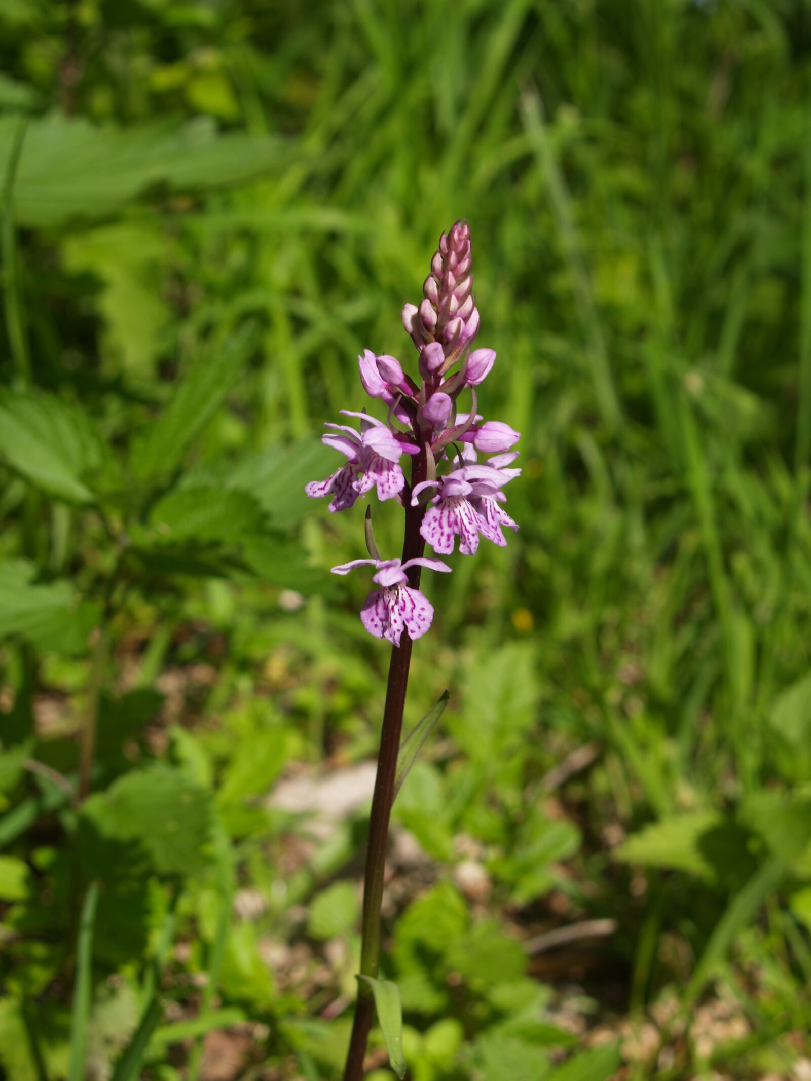 Olympus E-300 (EVOLT E-300) sample photo. Plant, water meadow, orchid photography