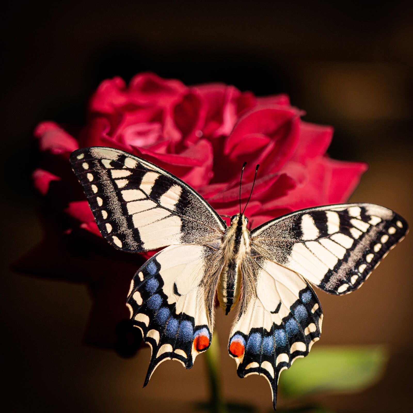 Canon EOS 70D + Canon EF 100mm F2.8 Macro USM sample photo. Macro, wildlife, summer photography