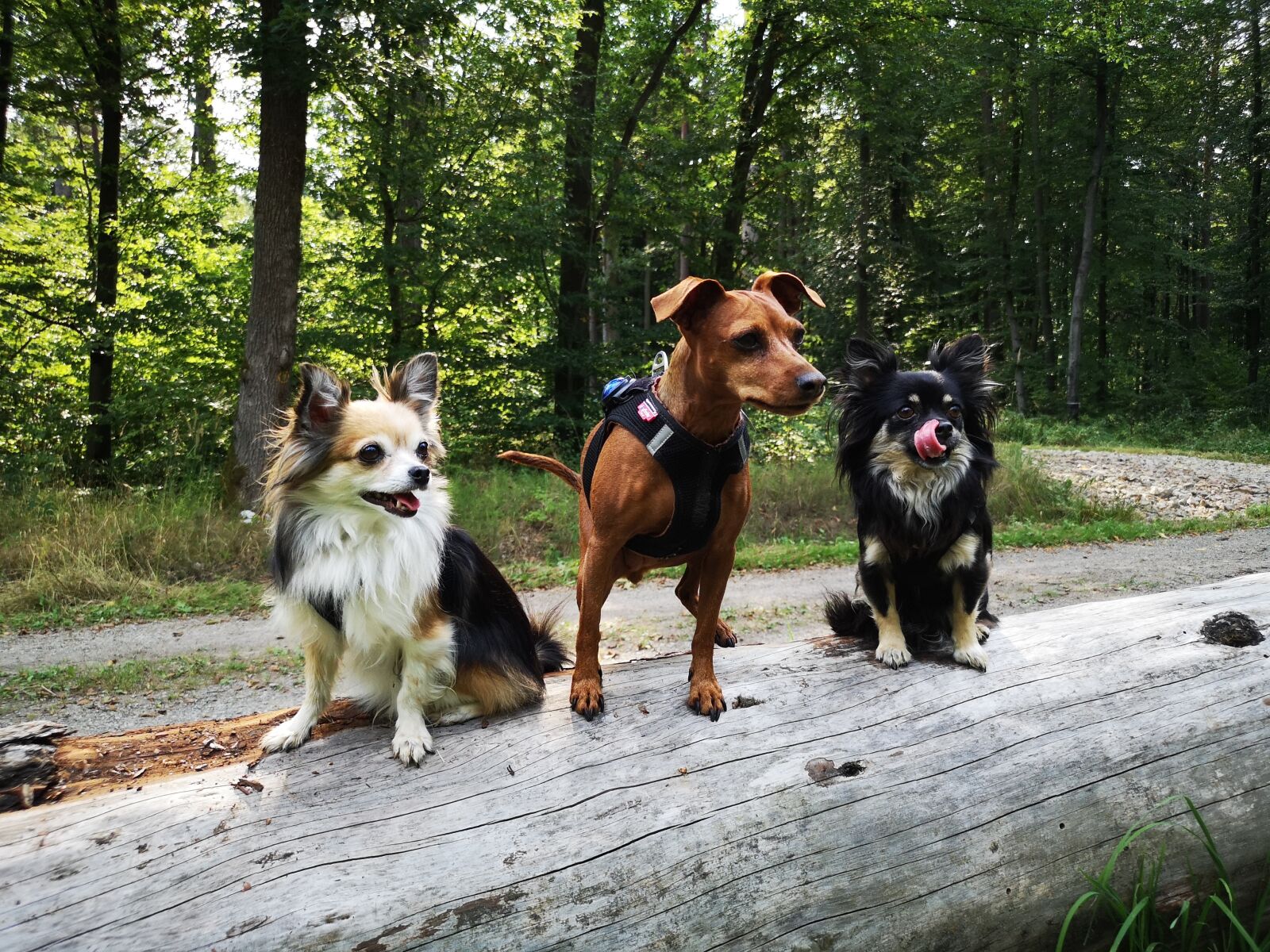 HUAWEI CLT-L29 sample photo. Dog, reh pinscher, chihuahua photography