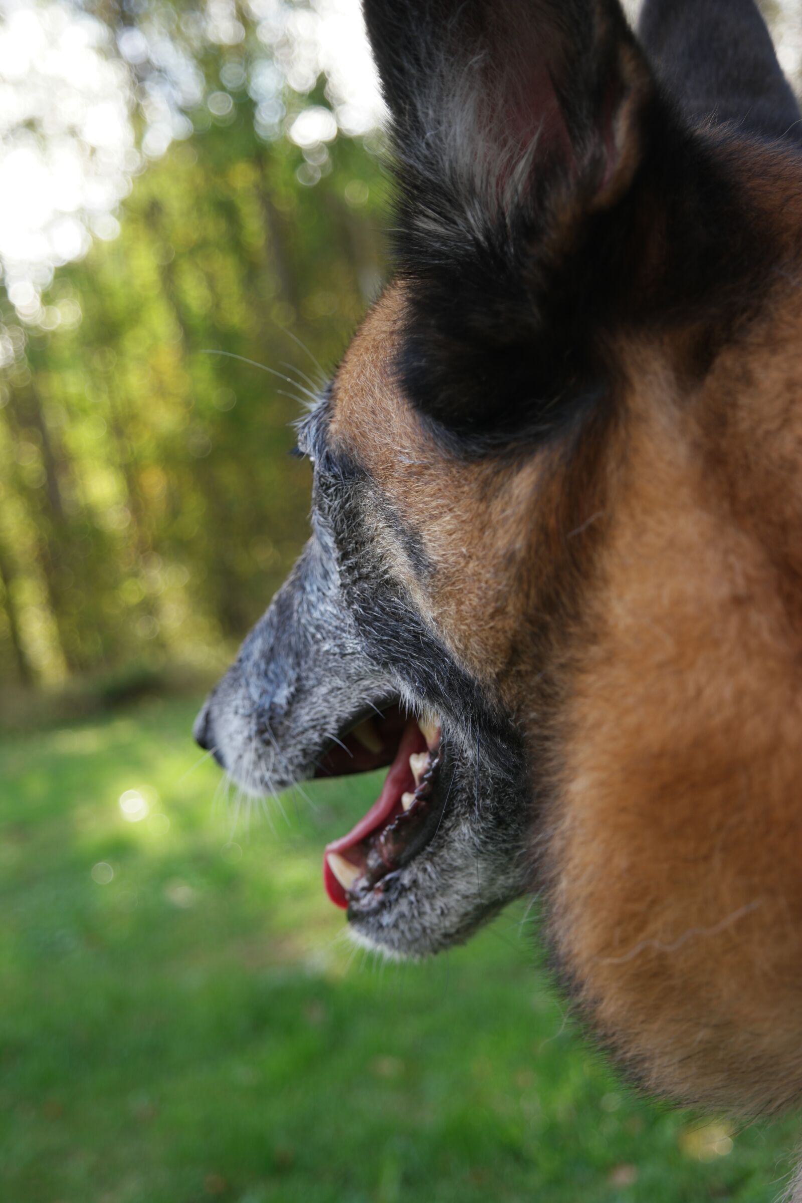 Samsung NX 16-50mm F3.5-5.6 Power Zoom ED OIS sample photo. Dog, belgian shepherd dog photography