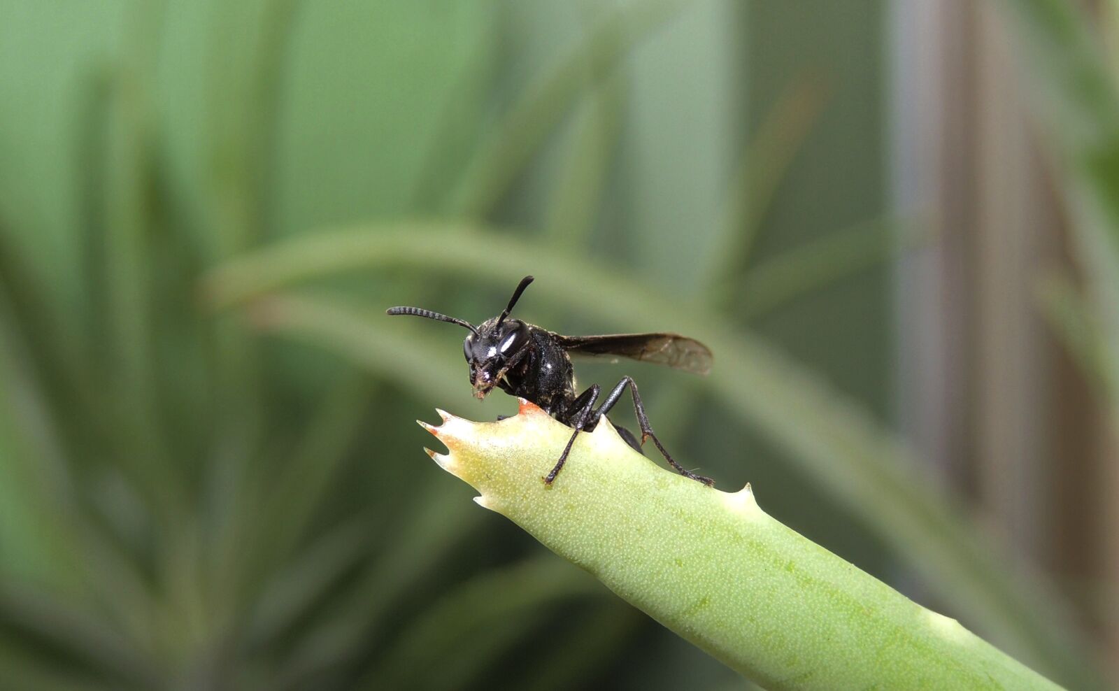 Nikon Coolpix P510 sample photo. Nature, insect, outdoors photography