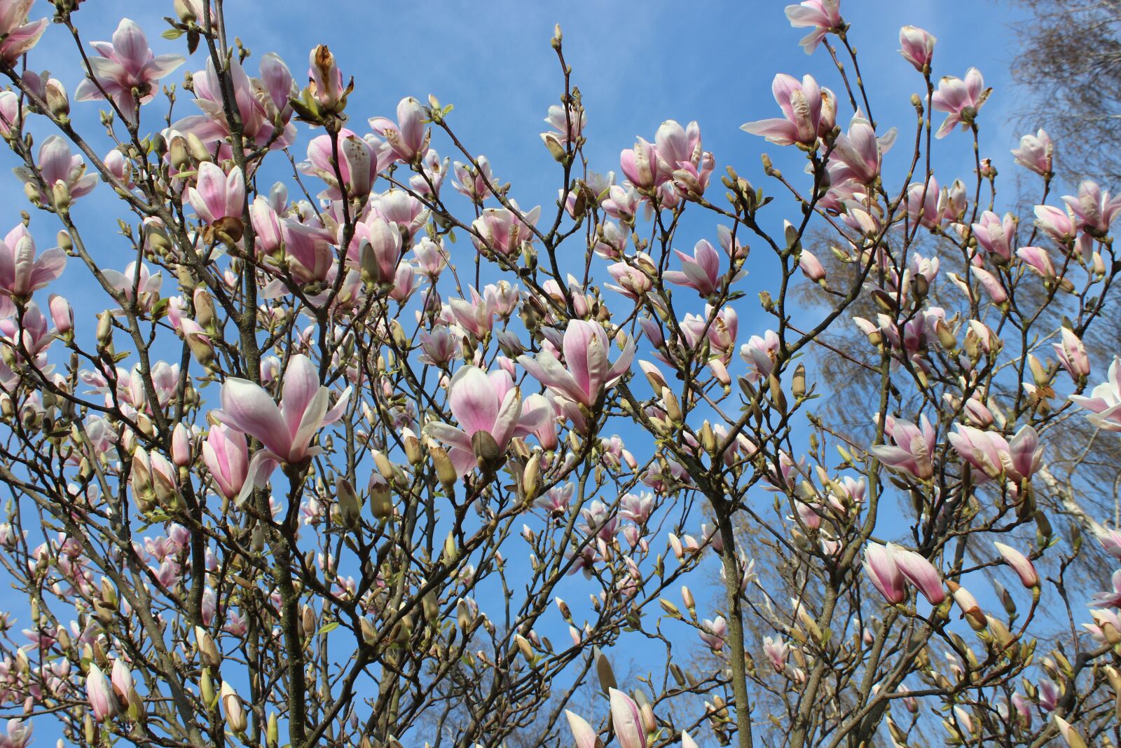 Canon EOS 600D (Rebel EOS T3i / EOS Kiss X5) sample photo. Magnolia, white, spring photography
