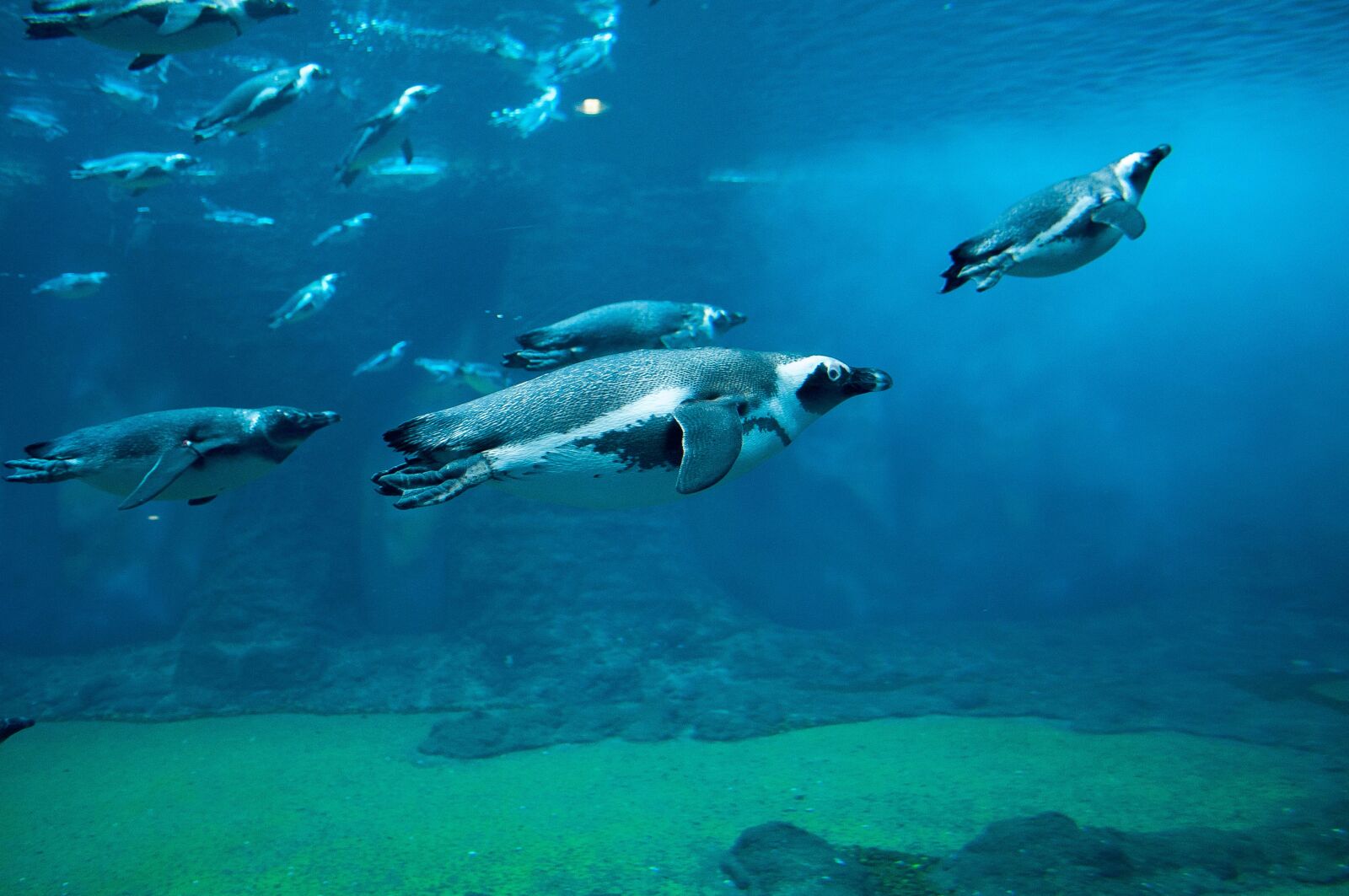 Nikon D90 sample photo. Penguin, shipped, ocean photography