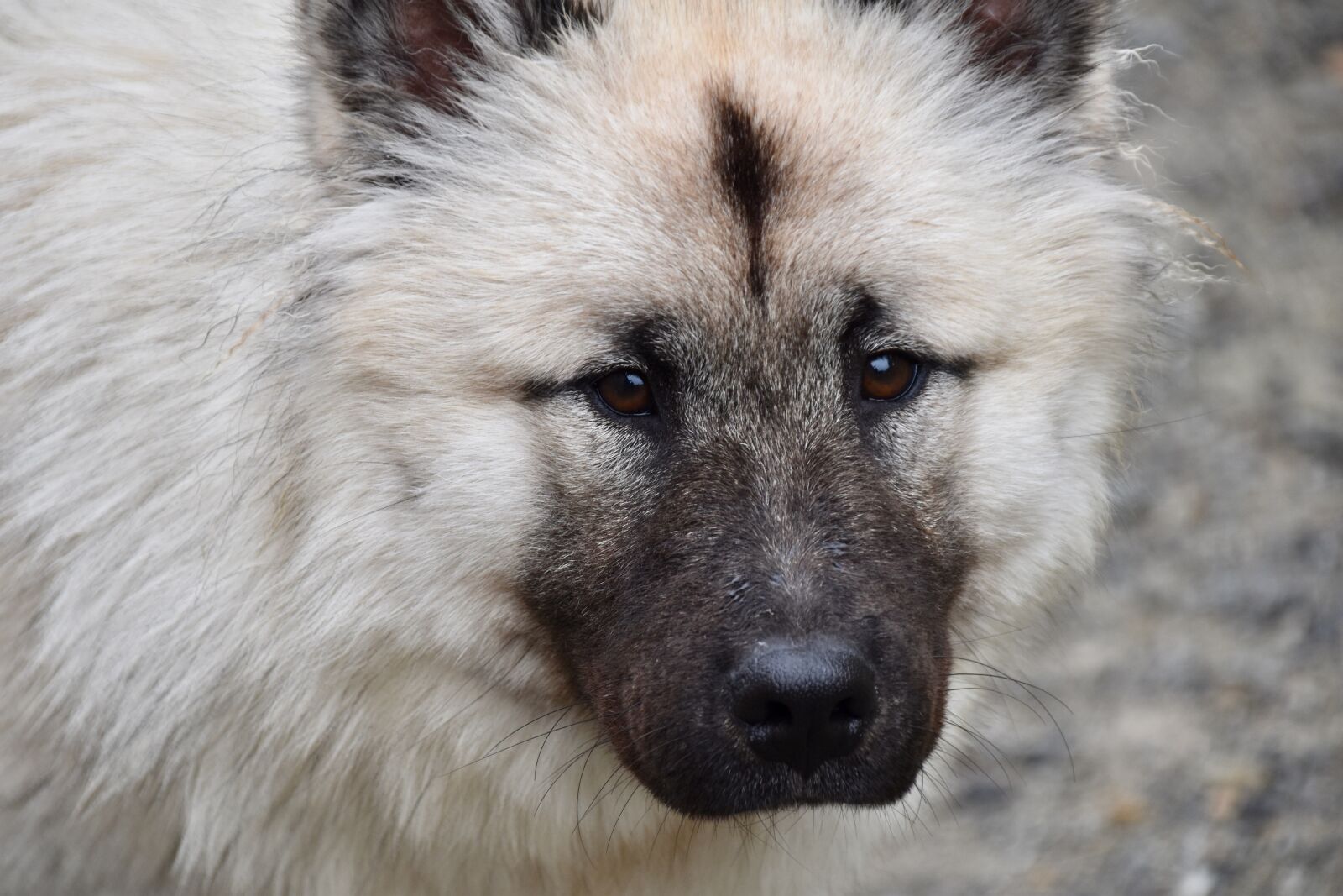Nikon D5600 sample photo. Dog, dog eurasier, dog photography