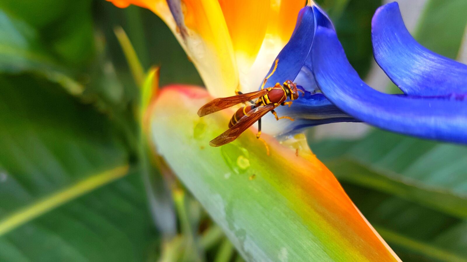 Samsung Galaxy S8+ sample photo. Bee, flower, nature photography