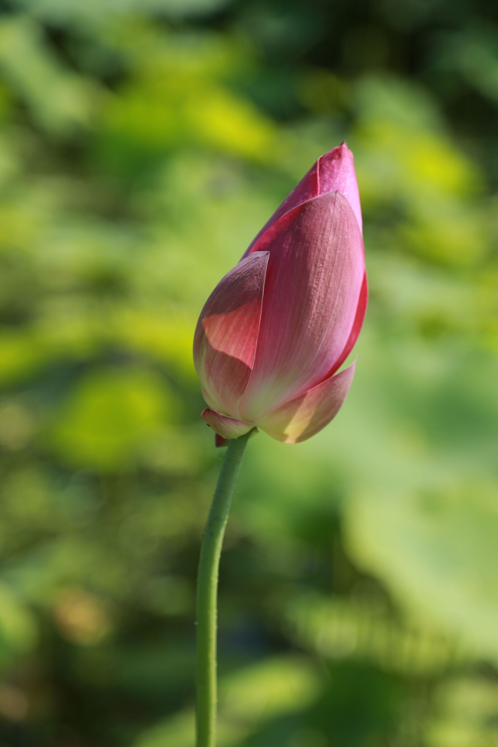Canon EOS 6D + Canon EF 24-105mm F4L IS USM sample photo. Kite, lotus, water lilies photography