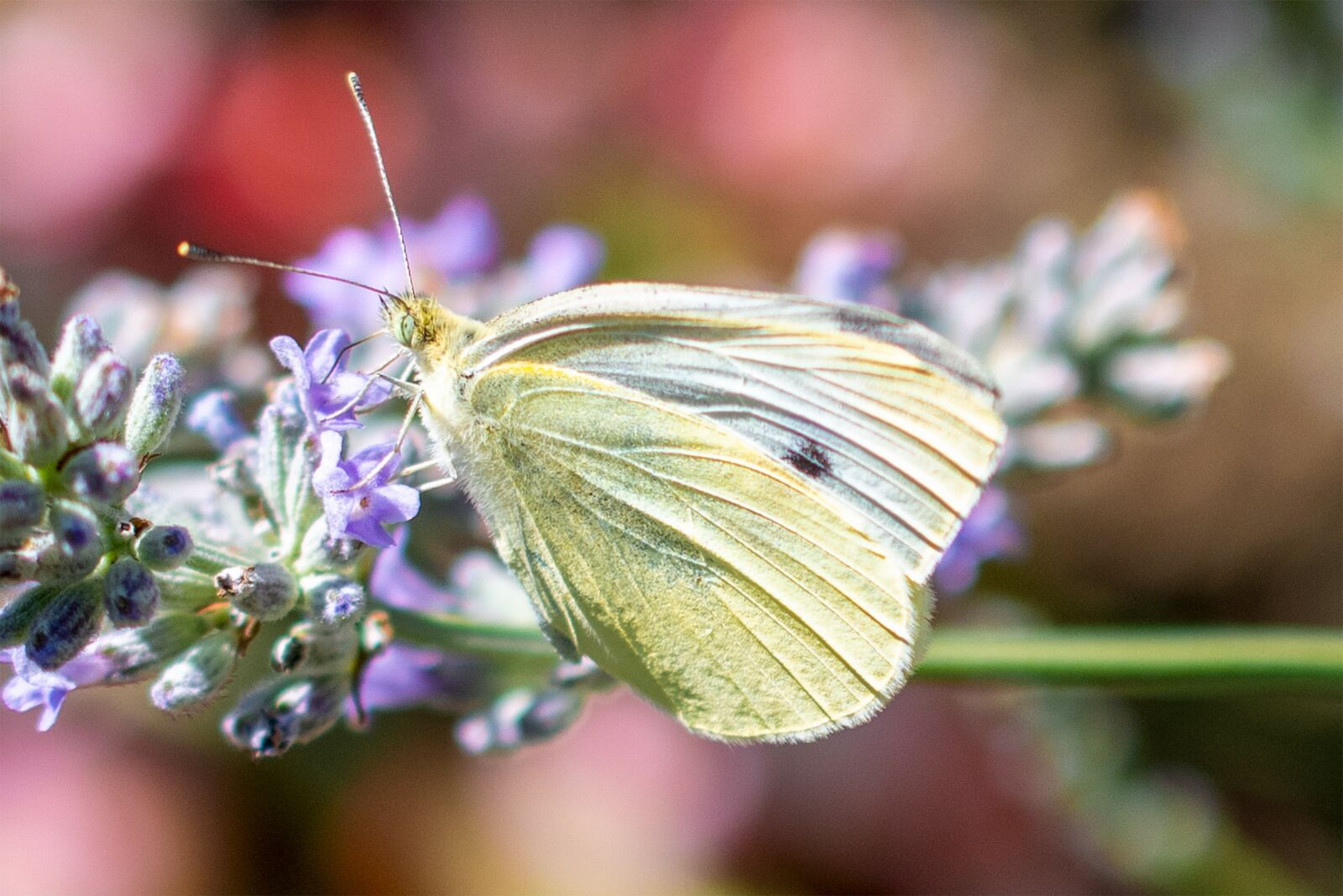 Nikon D500 sample photo. Butterfly, flower, insect photography