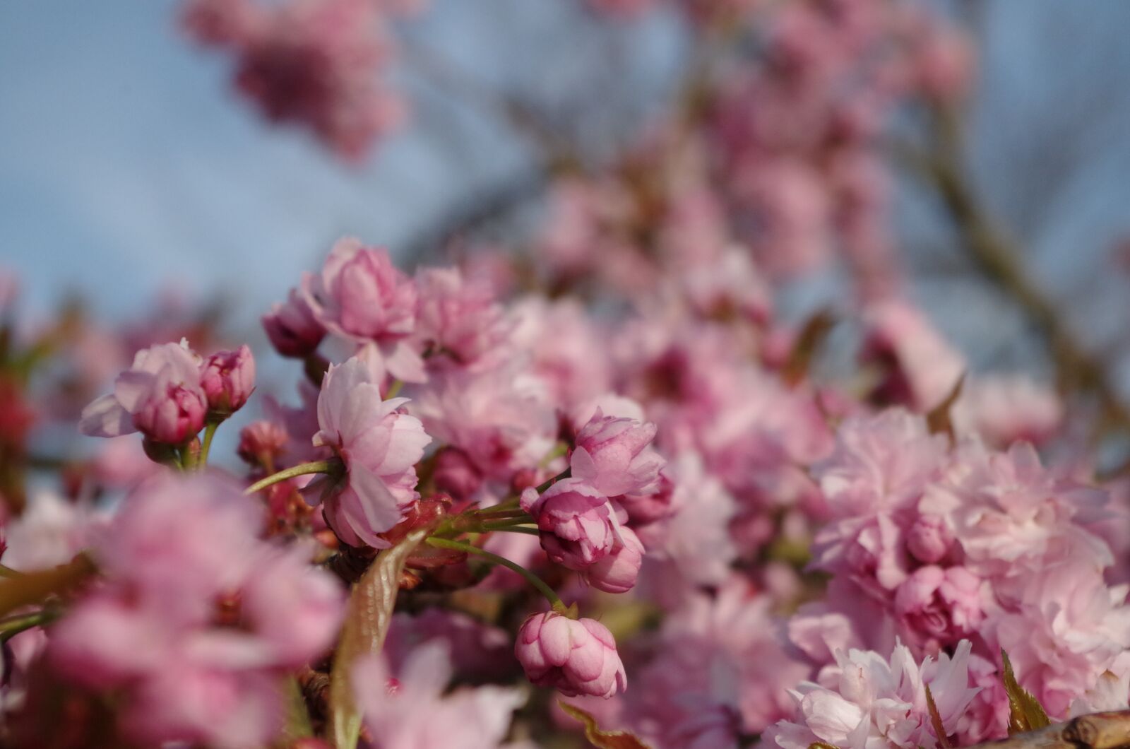 Pentax K-50 sample photo. Cherry blossom, bloom, flower photography