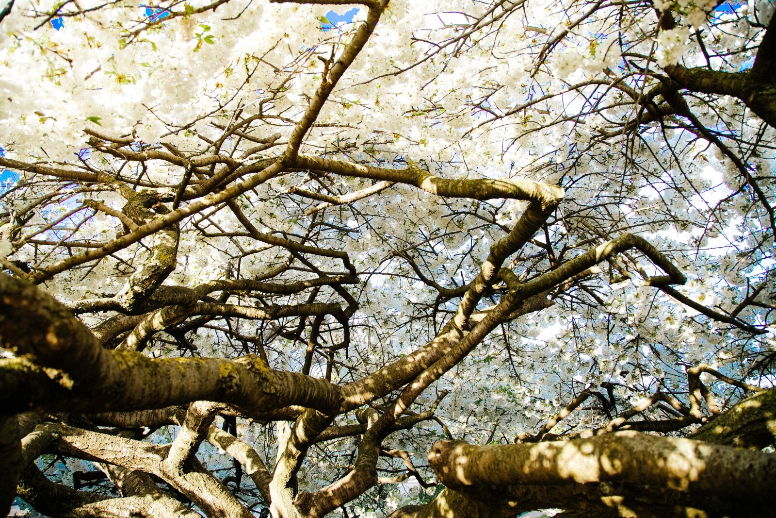 Canon EF 24-105mm F4L IS USM sample photo. Trees, branches, blossoms photography