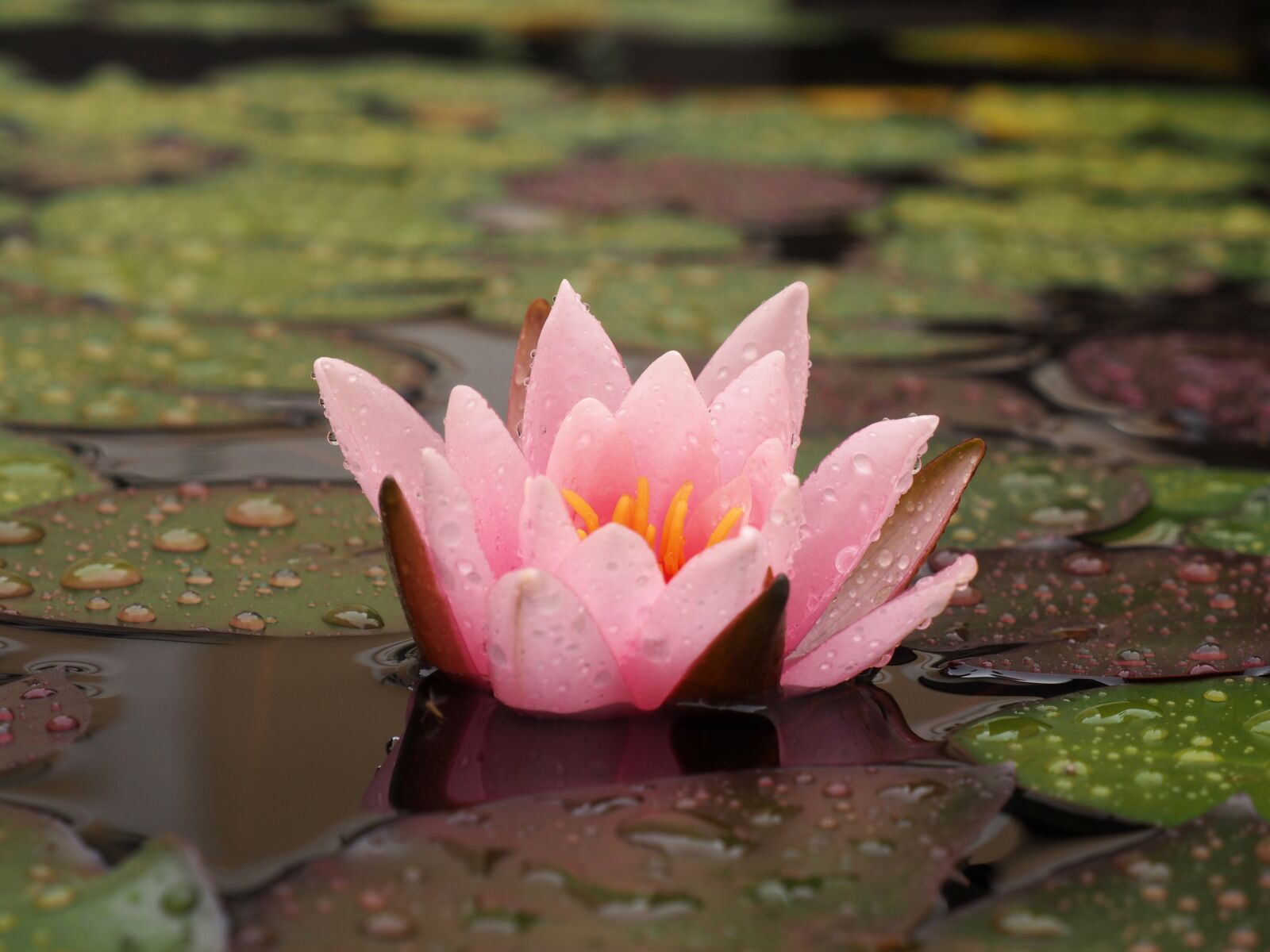 OLYMPUS M.12-50mm F3.5-6.3 sample photo. Water lily, raindrops, lotus photography
