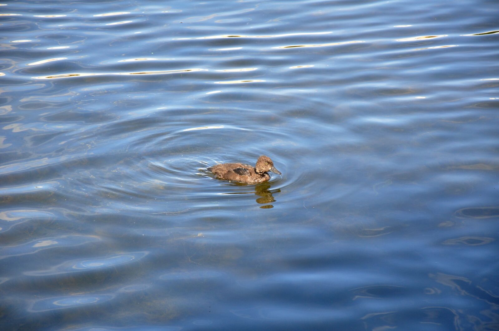 Nikon D90 sample photo. Duck, little duckling, water photography